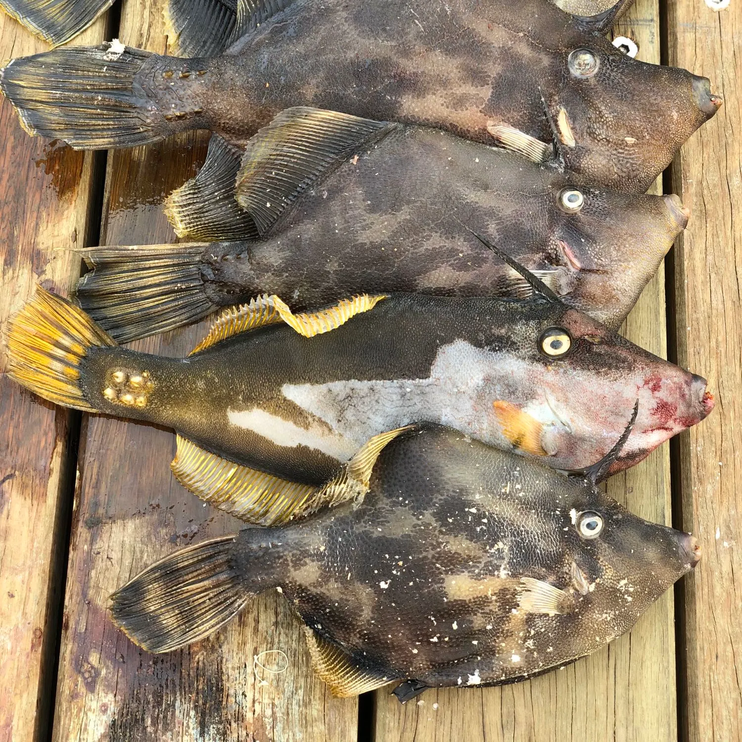 recently logged catches