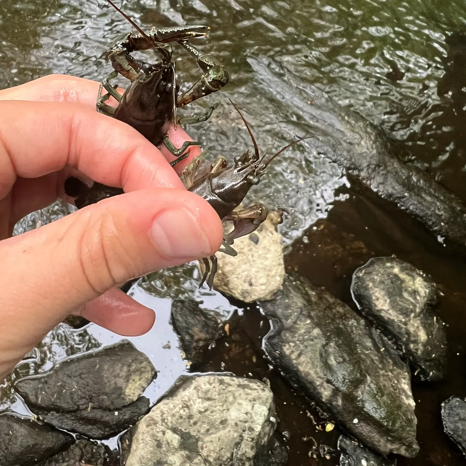 The most recent Signal crayfish catches on Fishbrain