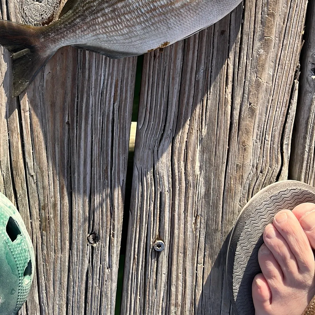 The most recent Spot croaker catches on Fishbrain