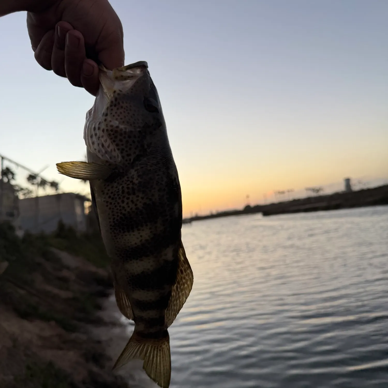 Spotted sand bass caught on Fishbrain