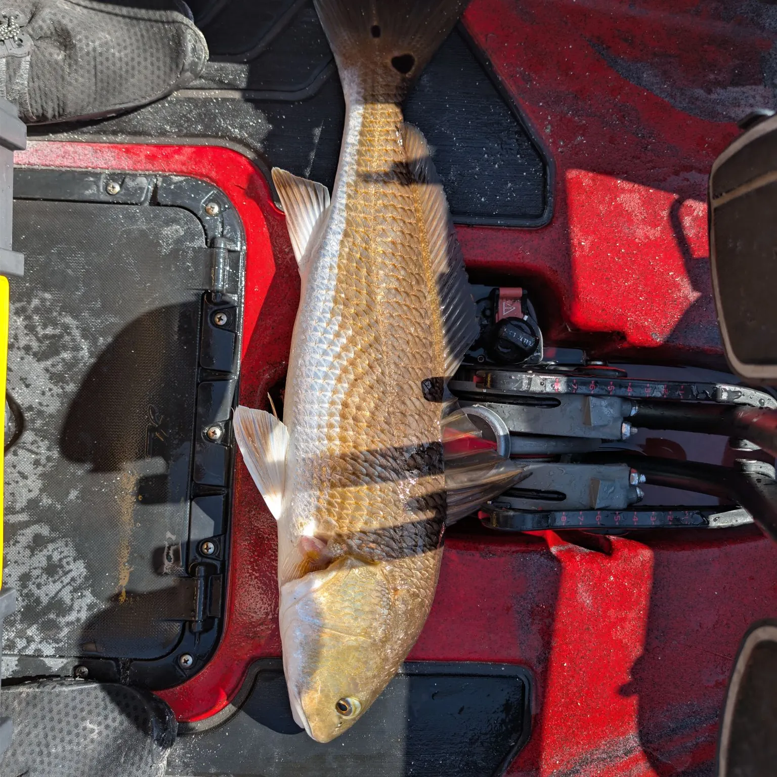 Red drum caught on Fishbrain