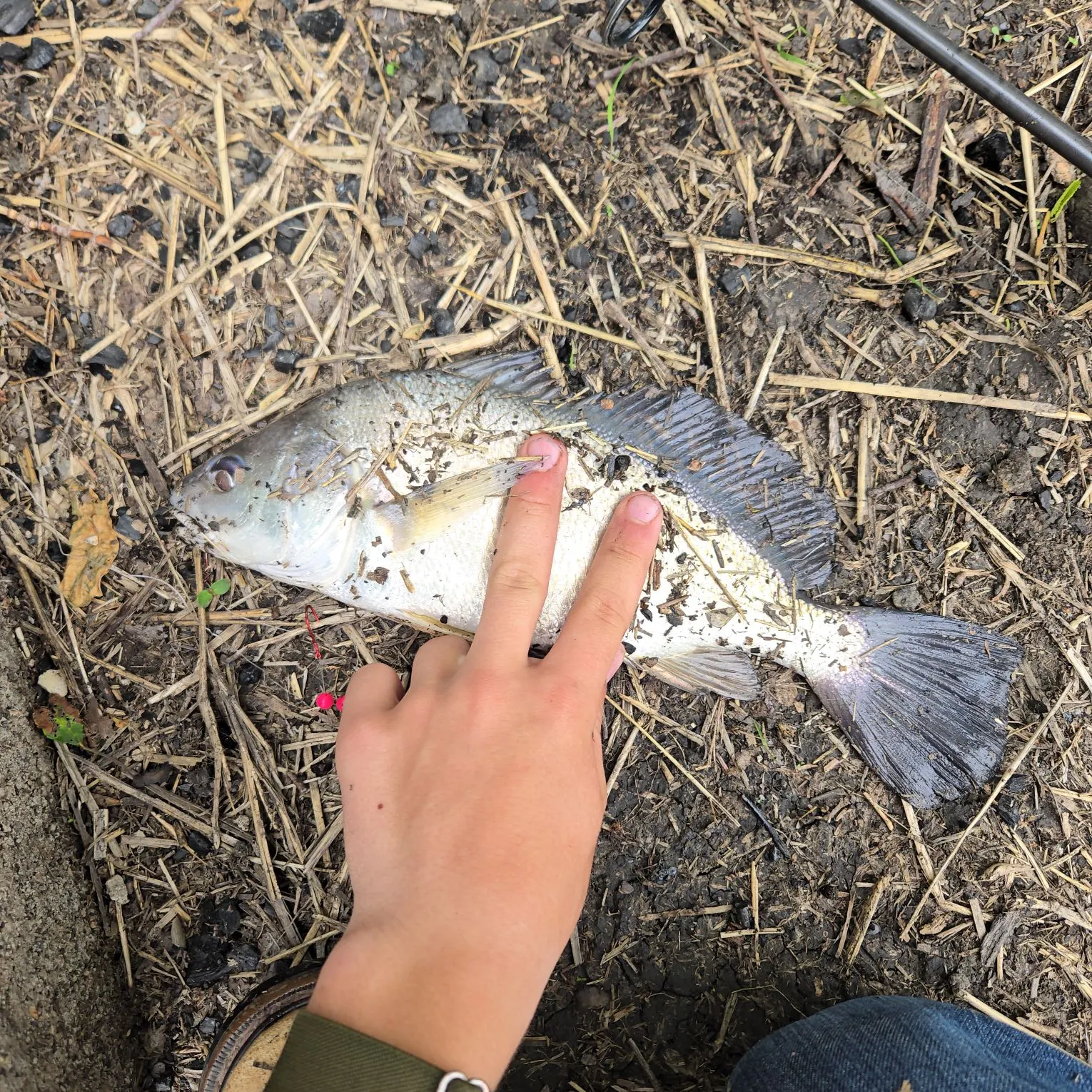The most recent Freshwater drum catches on Fishbrain