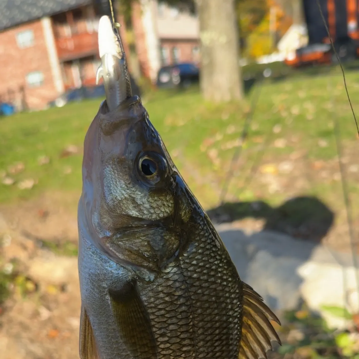 White perch caught on Fishbrain