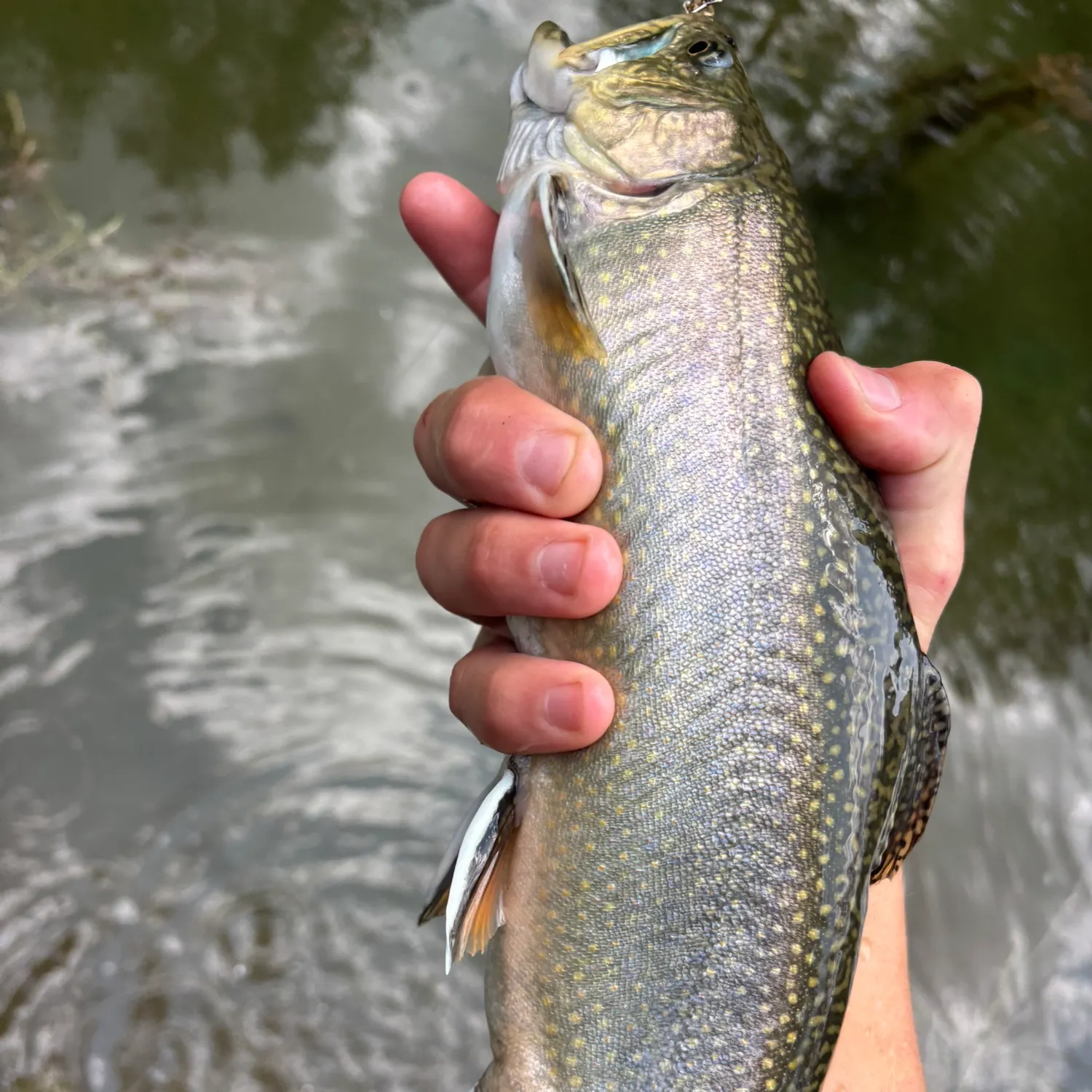 Brook trout caught on Fishbrain