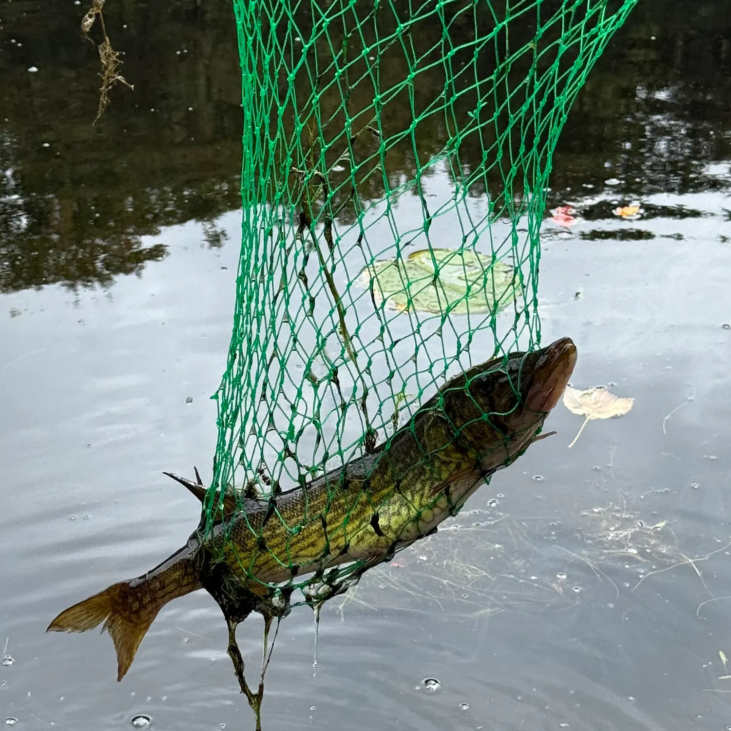 Grass pickerel caught on Fishbrain