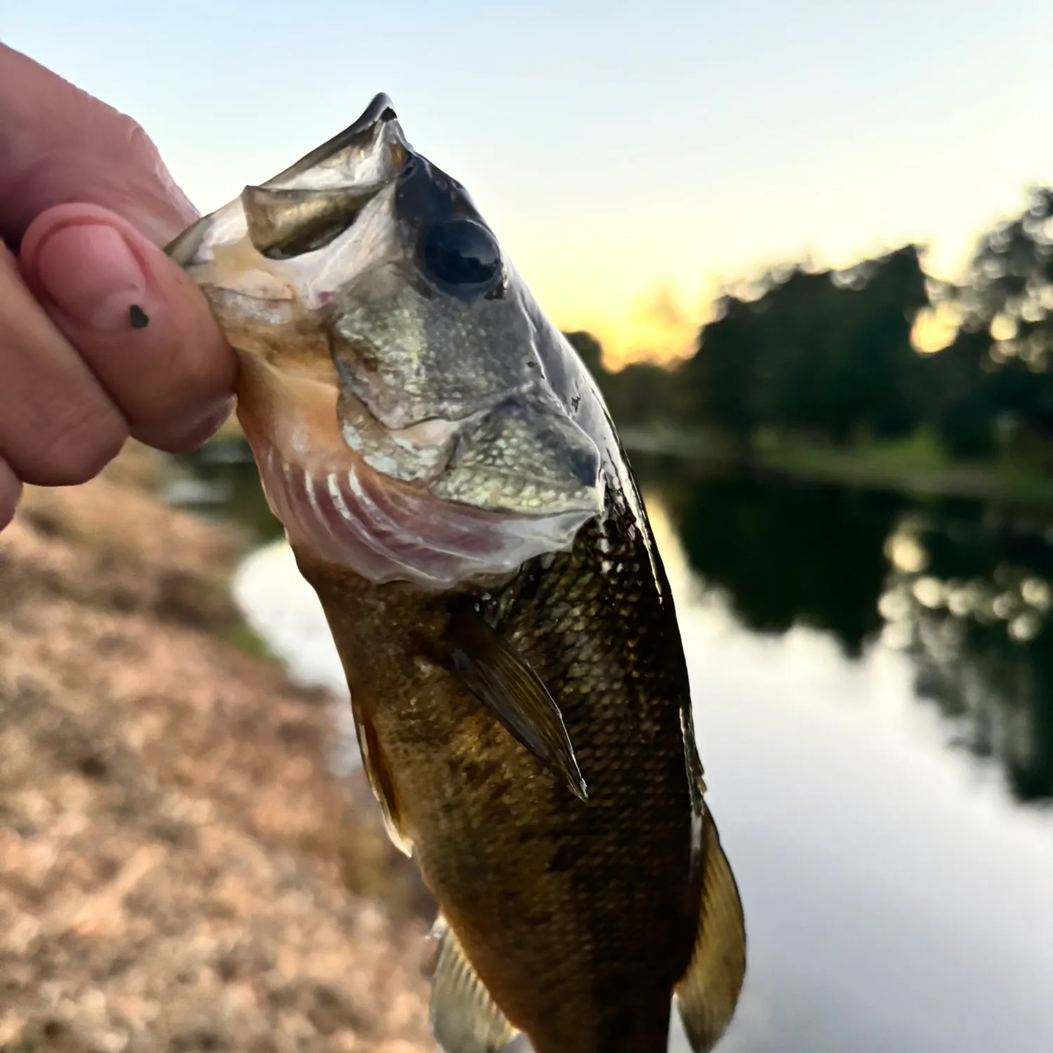 Largemouth bass caught on Fishbrain