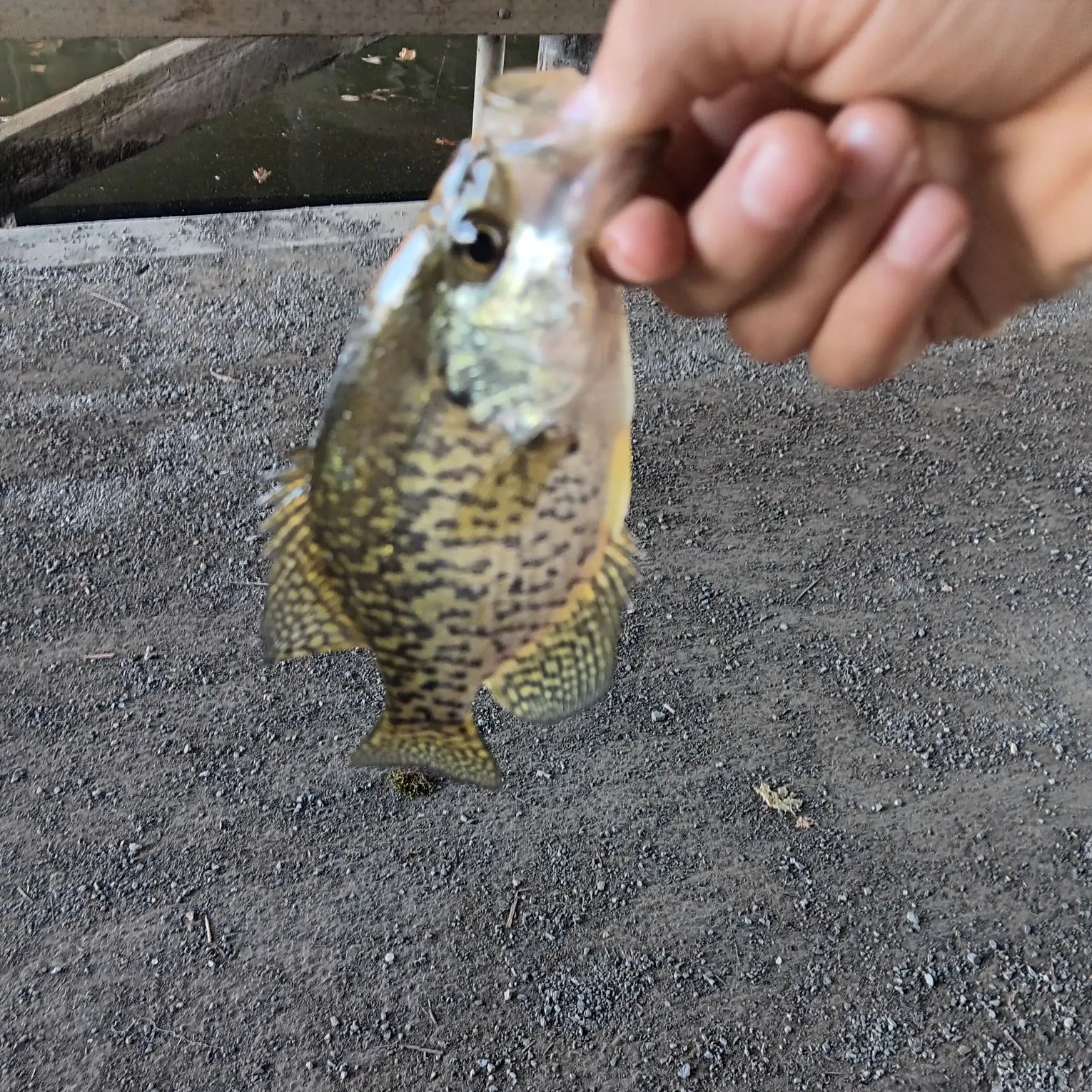 Black crappie caught on Fishbrain