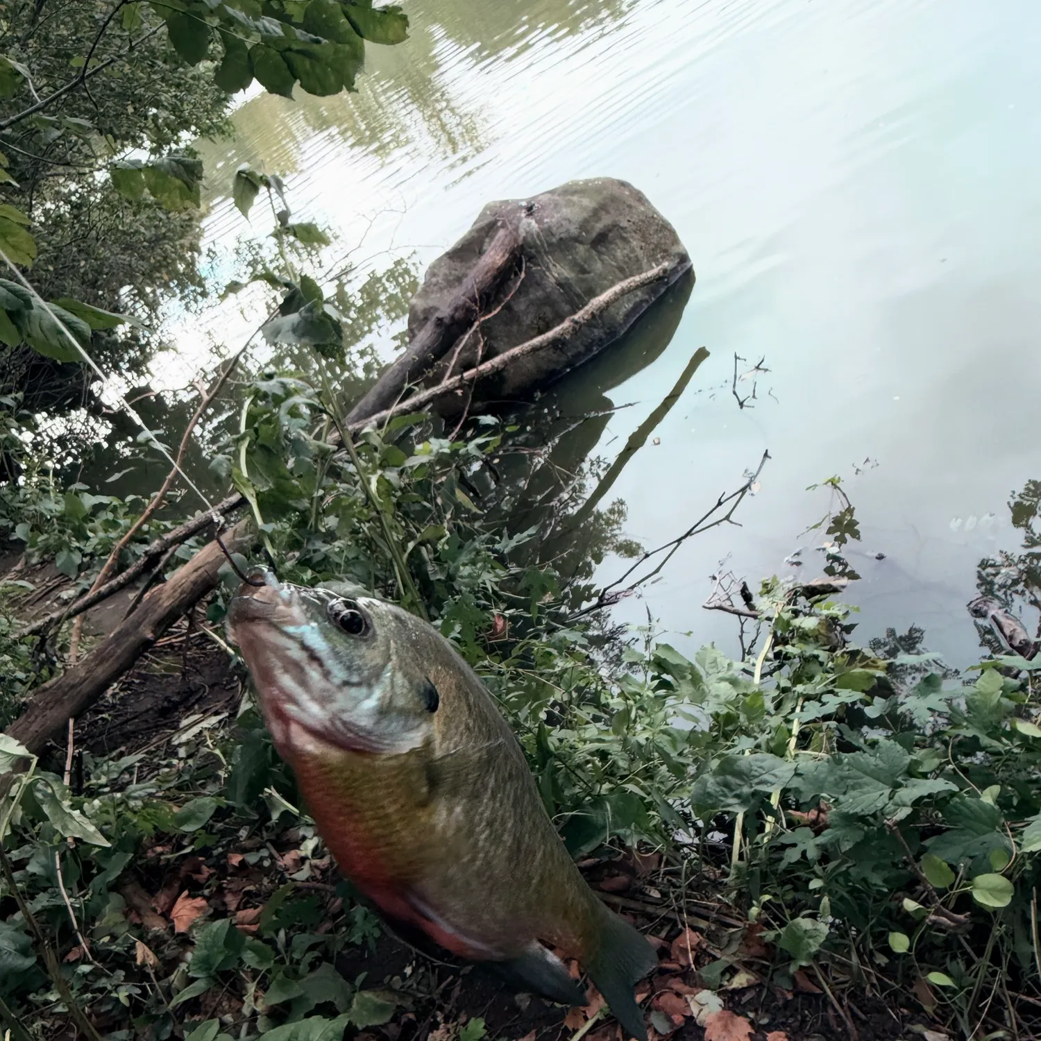 Bluegill caught on Fishbrain