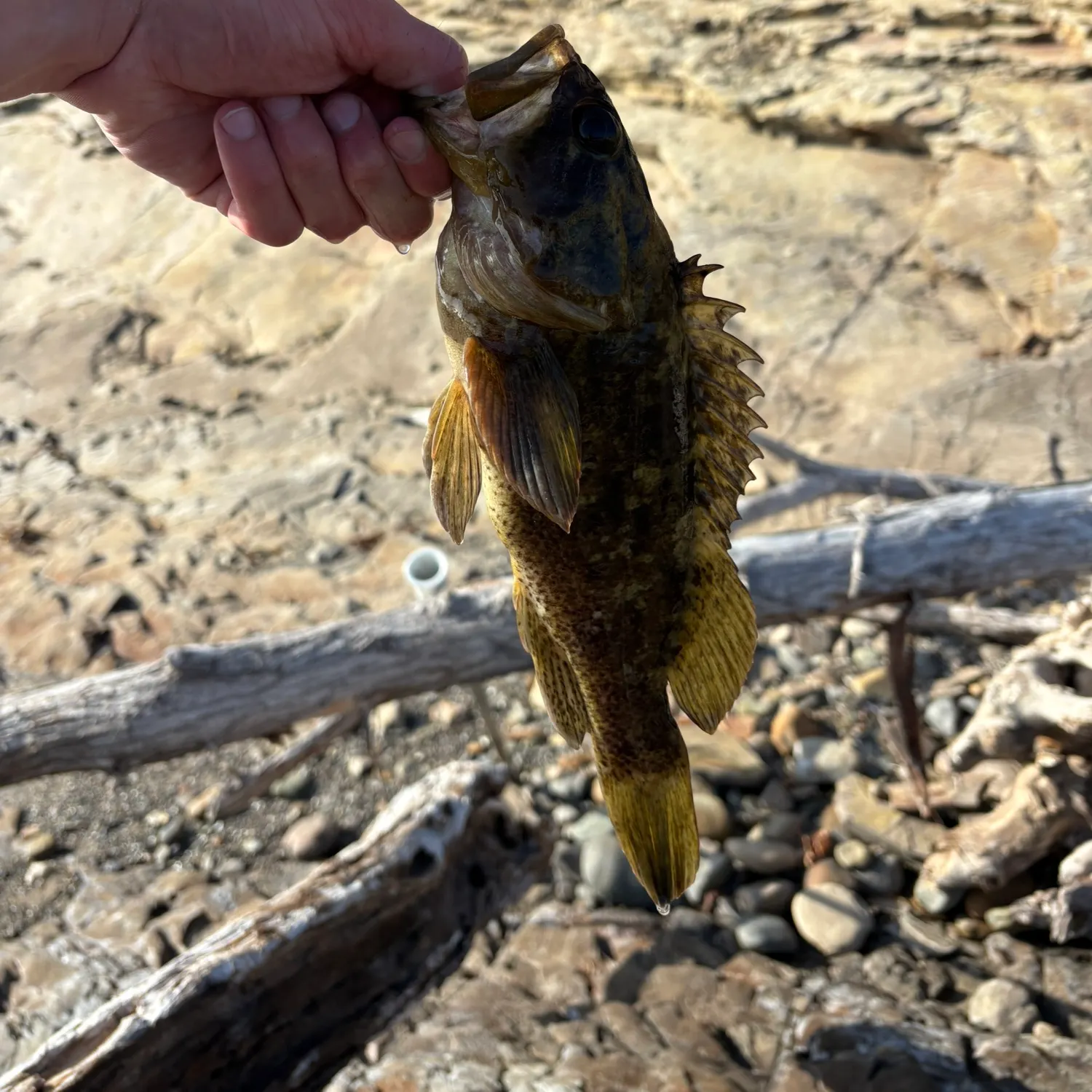 Grass rockfish caught on Fishbrain