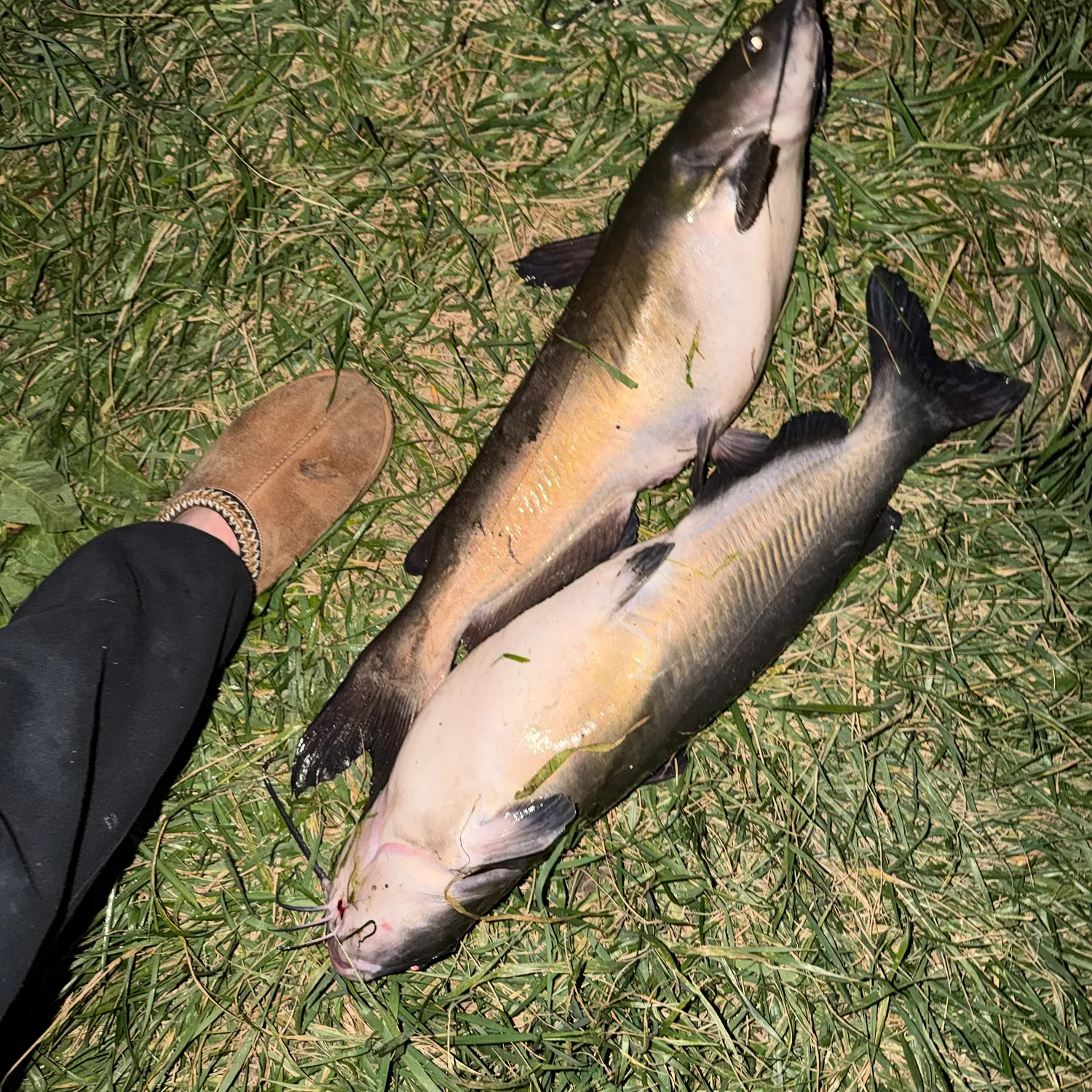 Channel catfish caught on Fishbrain