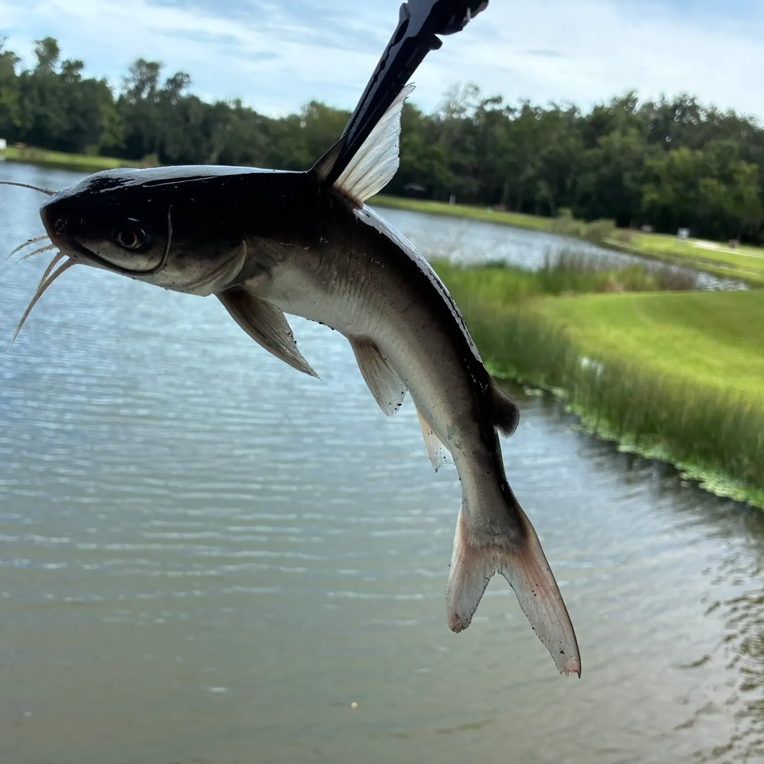 Hardhead sea catfish caught on Fishbrain