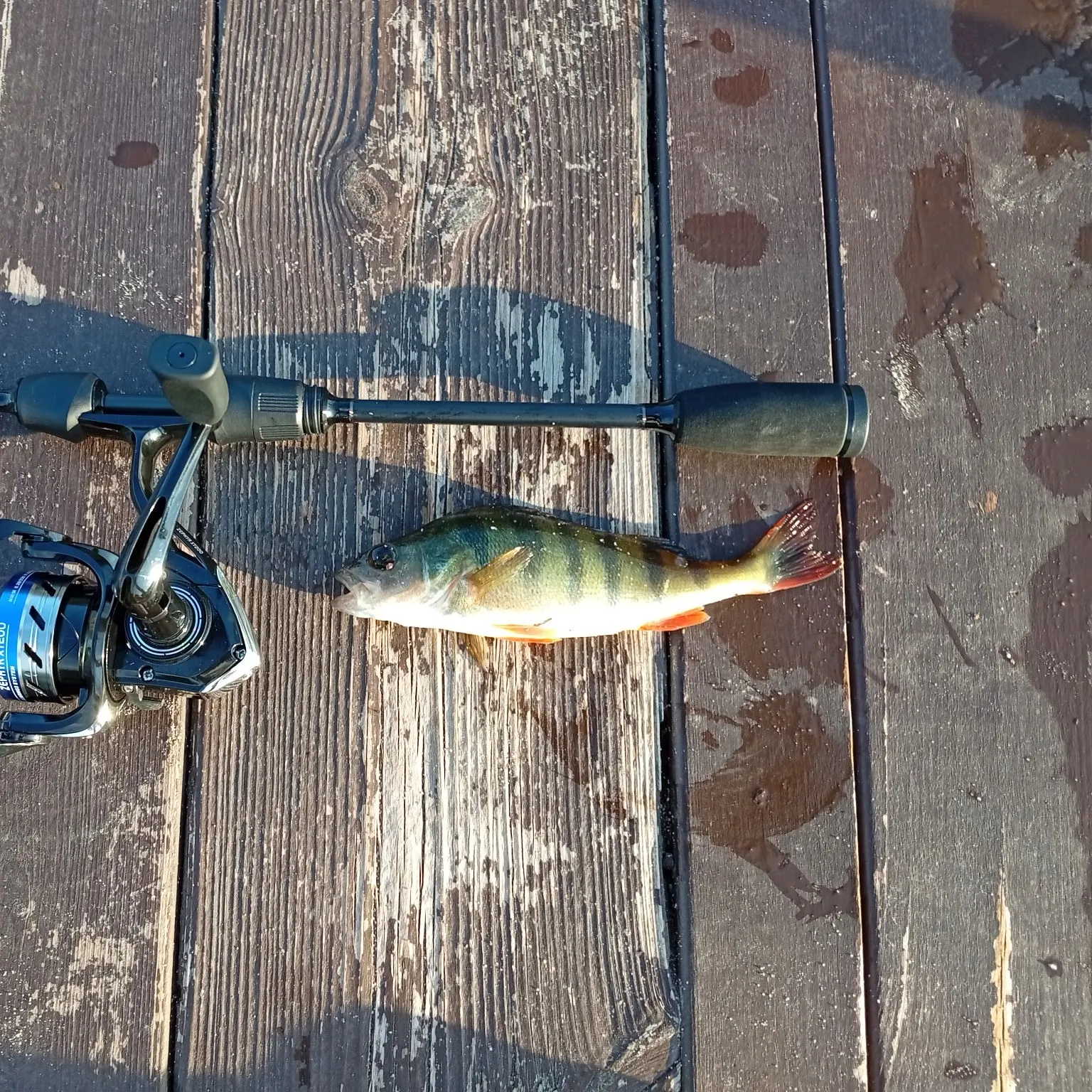 European perch caught on Fishbrain