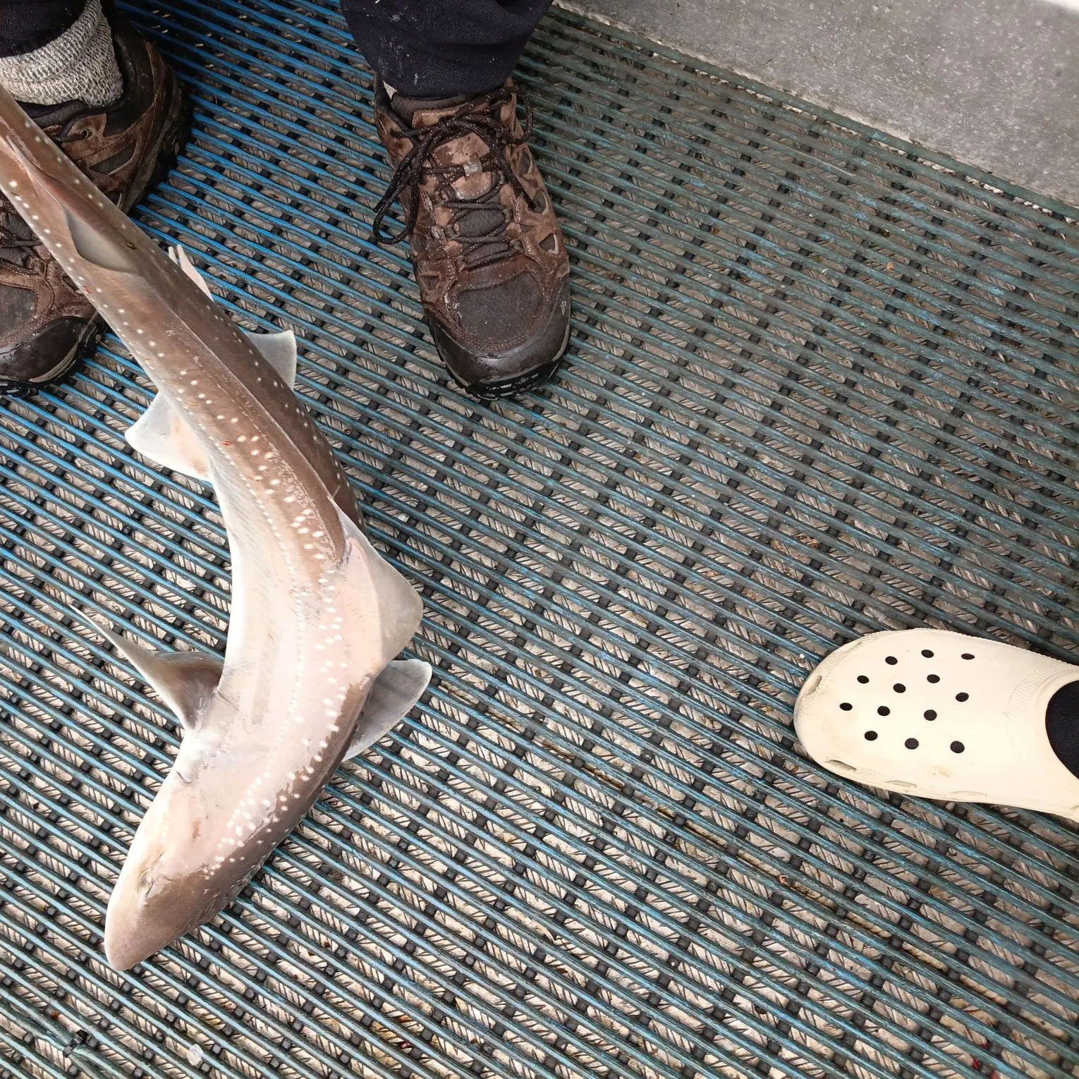 The most recent Lemon shark catches on Fishbrain