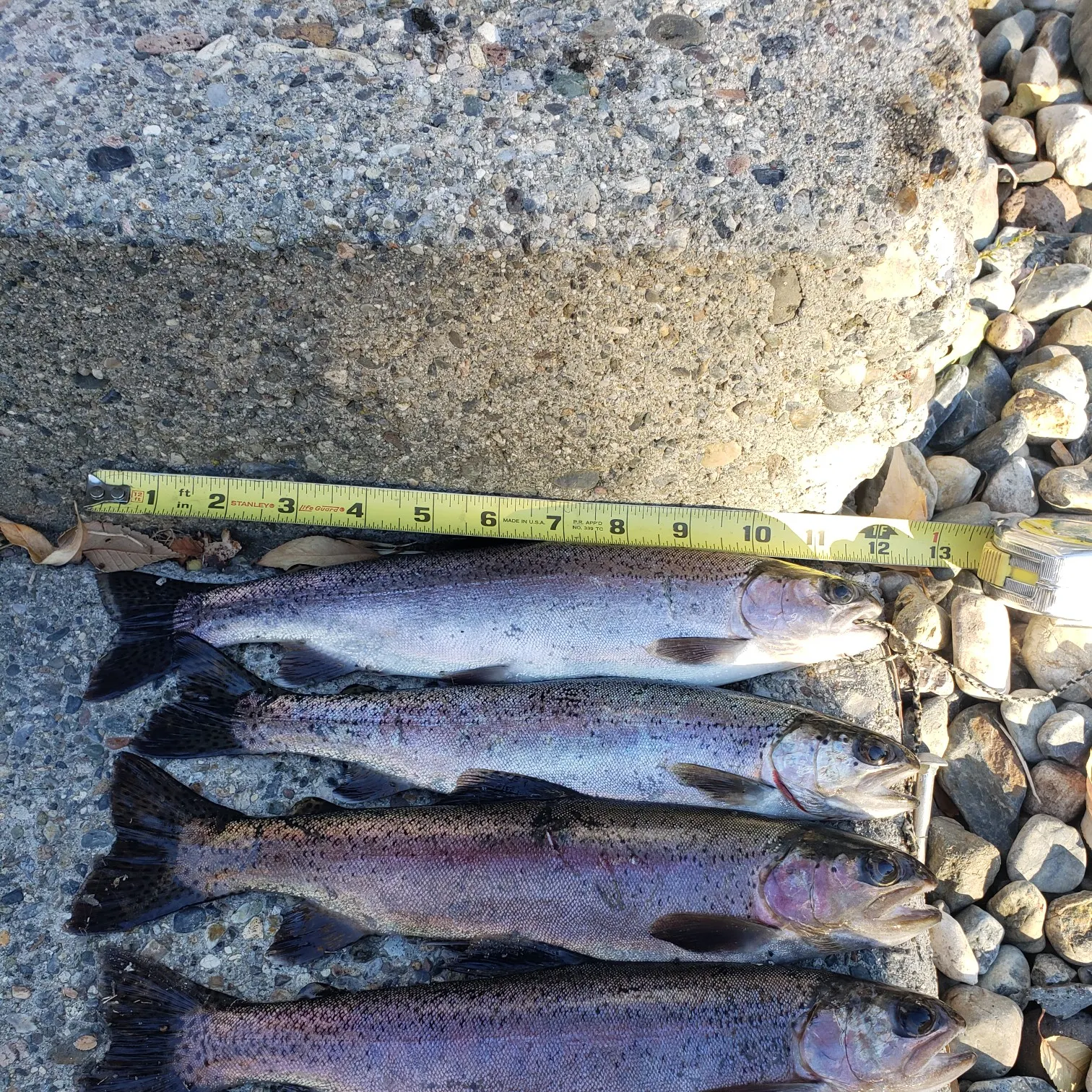 recently logged catches