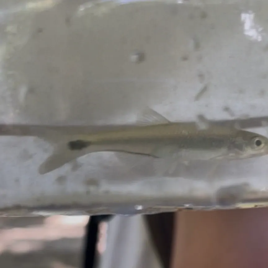 The most recent Eastern blacktail shiner catches on Fishbrain