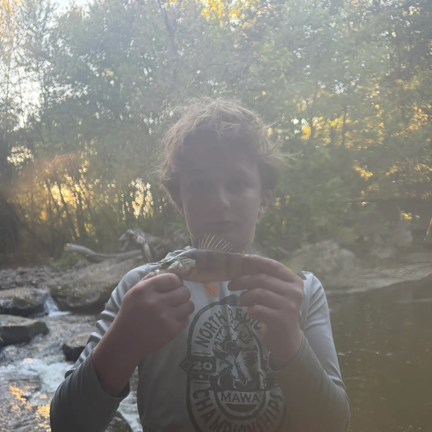 Yellow perch caught on Fishbrain