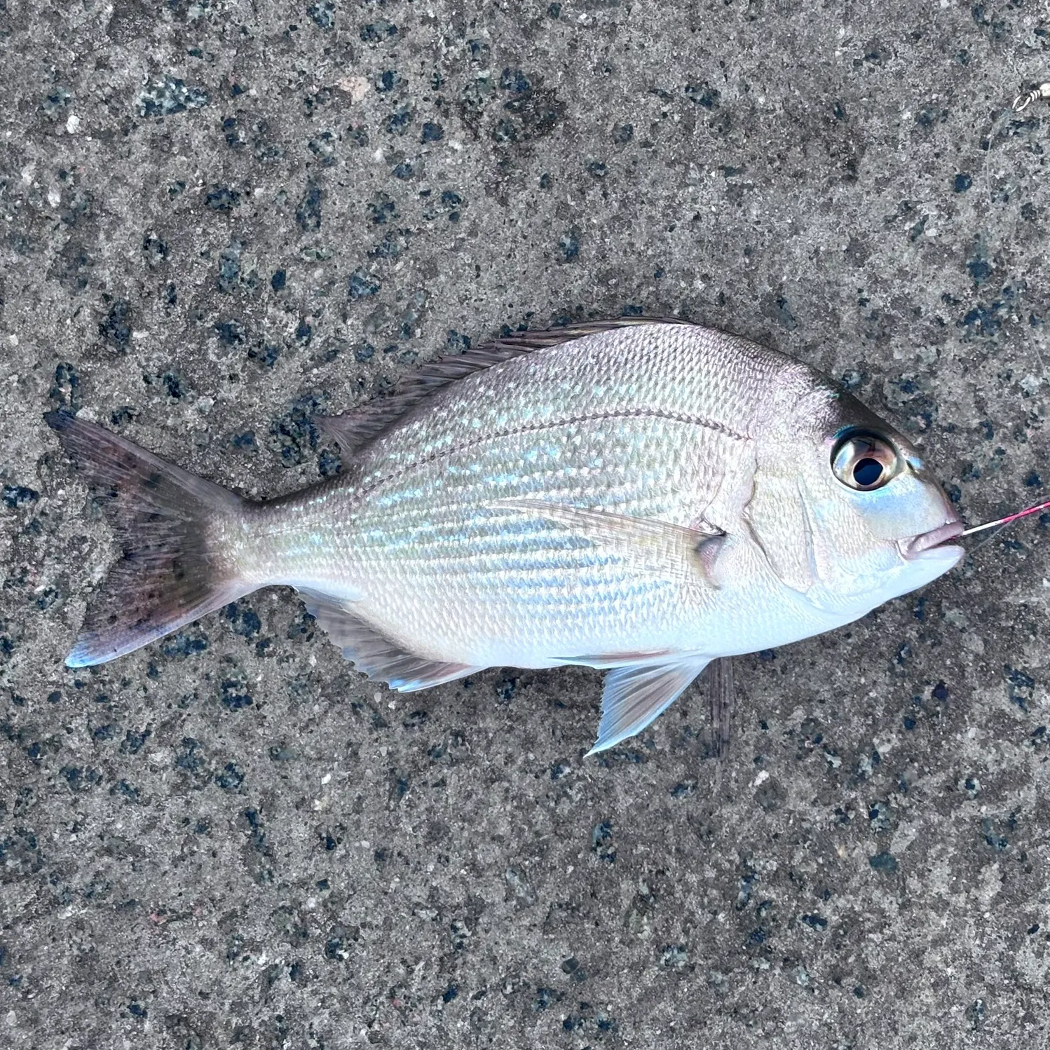 Australasian snapper caught on Fishbrain