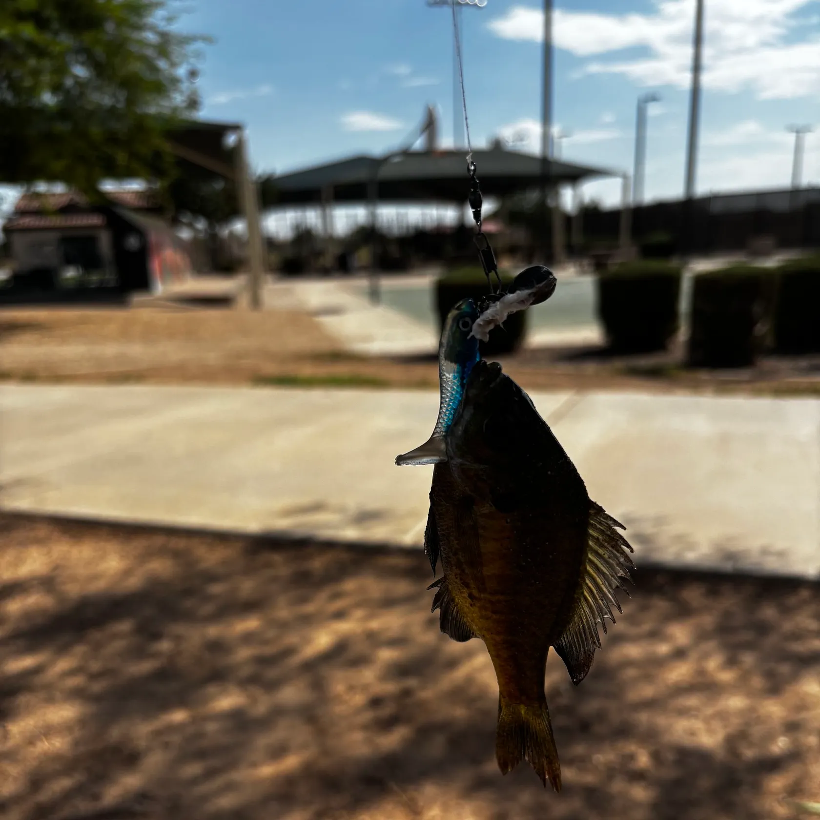 Bluegill caught on Fishbrain
