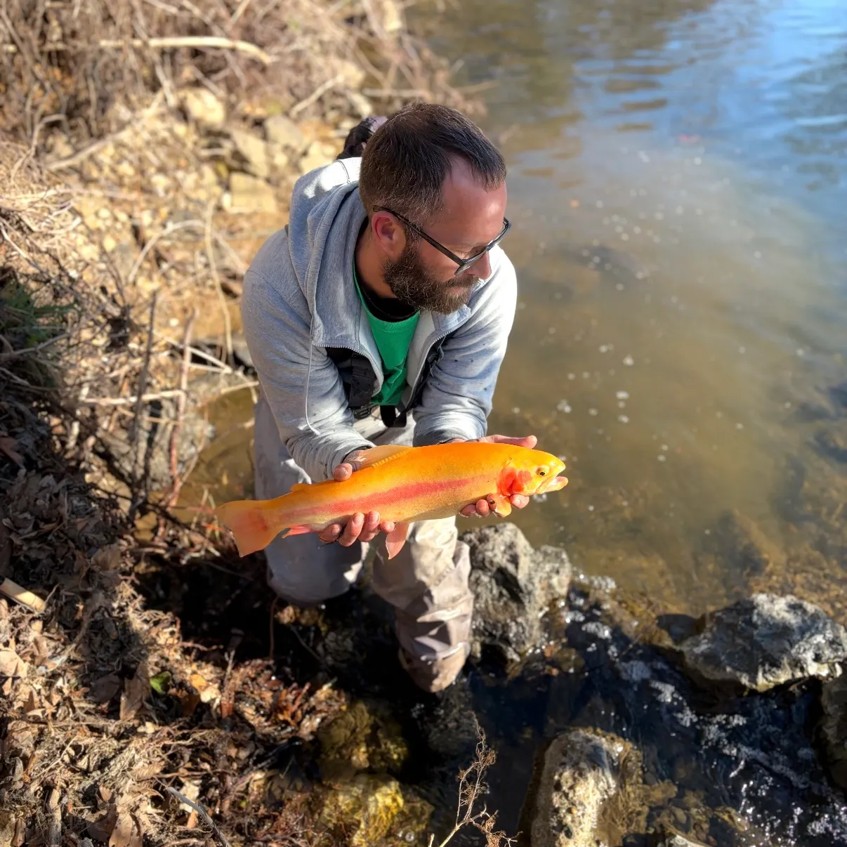 The most recent Golden rainbow trout catches on Fishbrain