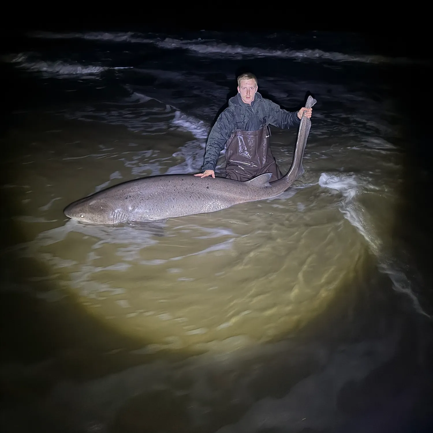 The most recent Broadnose sevengill shark catches on Fishbrain