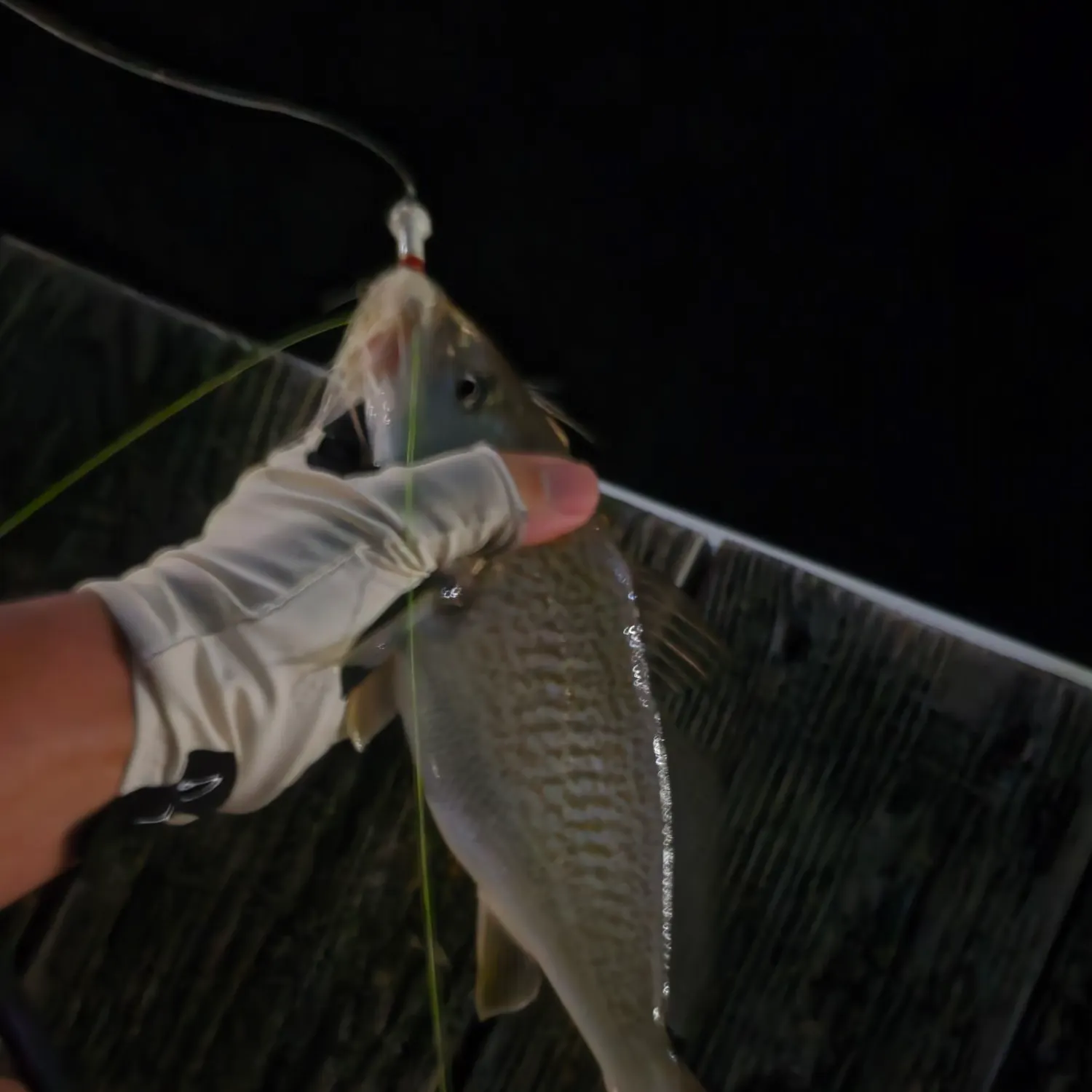 Atlantic croaker caught on Fishbrain
