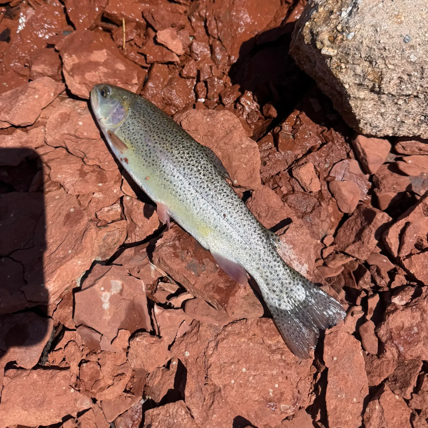 The most recent Cutthroat trout catches on Fishbrain