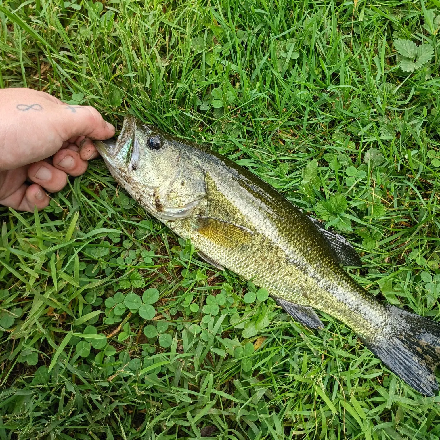 Largemouth bass caught on Fishbrain