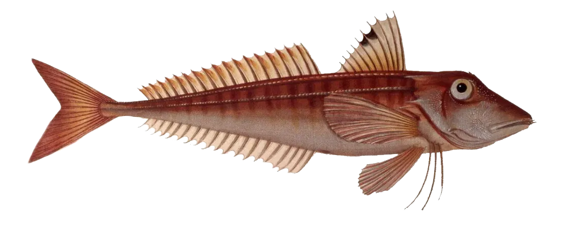 Red gurnard