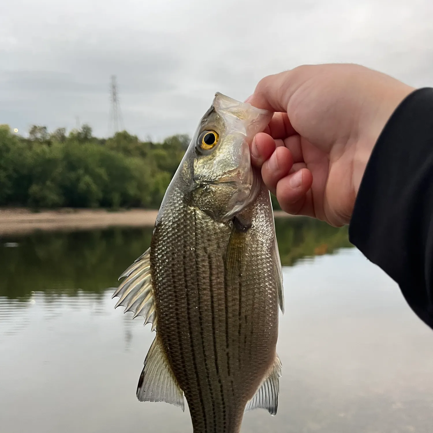 White bass caught on Fishbrain