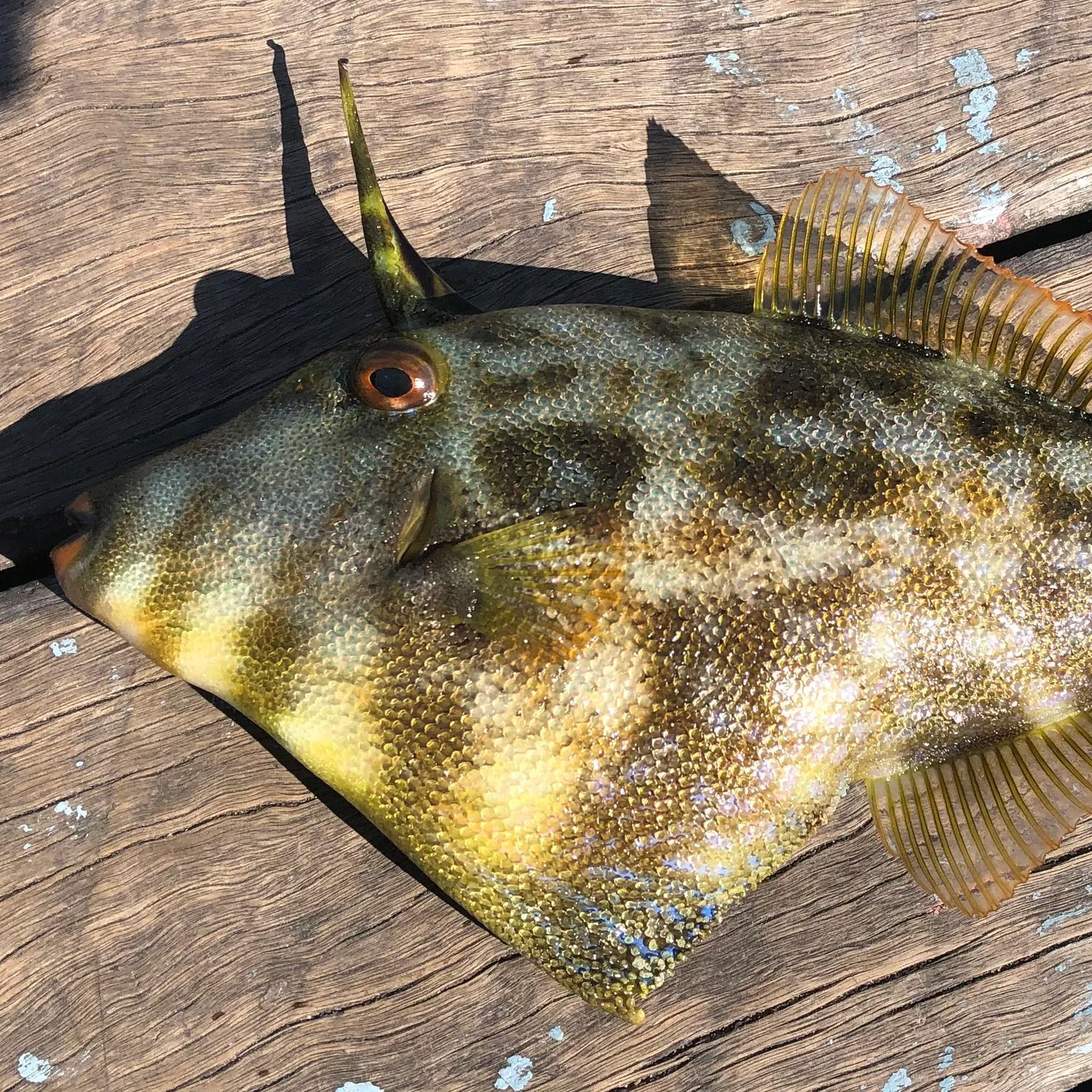 angler catch