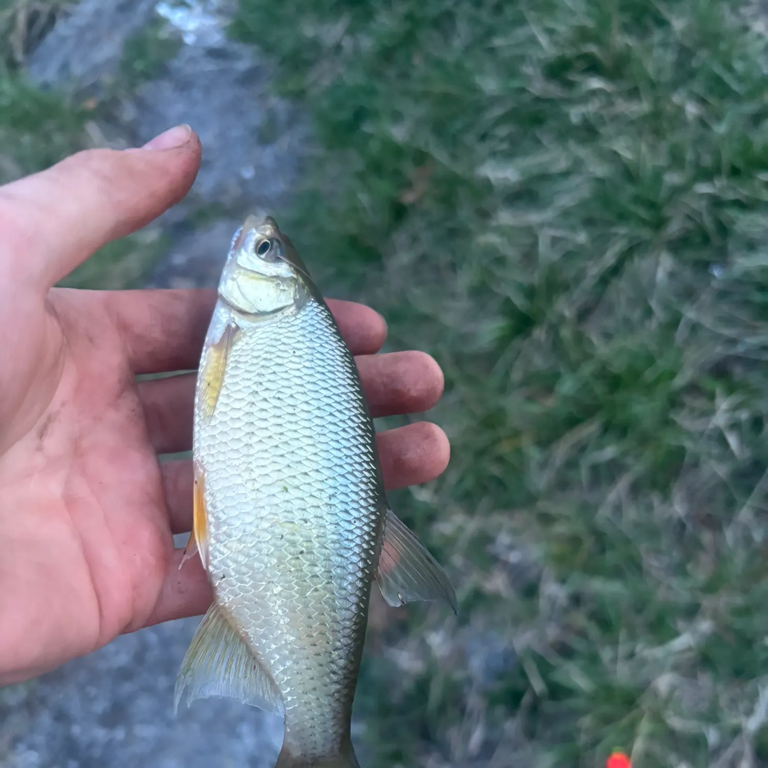 The most recent Golden shiner catches on Fishbrain