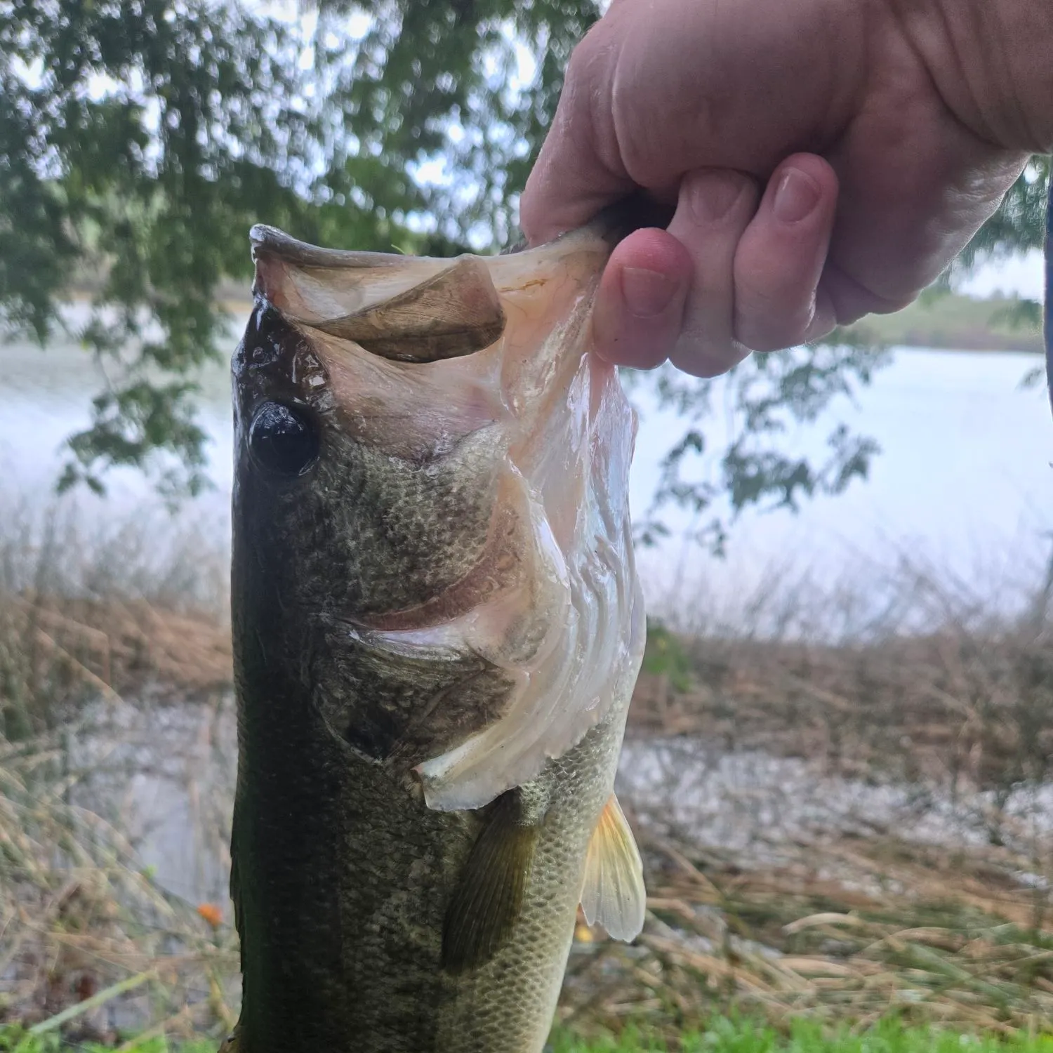 The most recent Largemouth bass catches on Fishbrain
