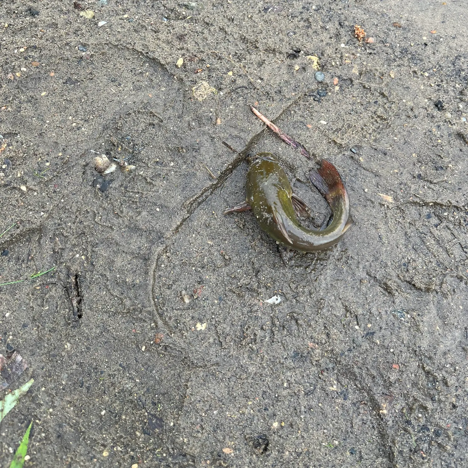 Yellow bullhead caught on Fishbrain