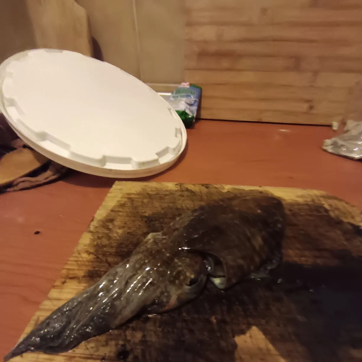 The most recent Common cuttlefish catches on Fishbrain