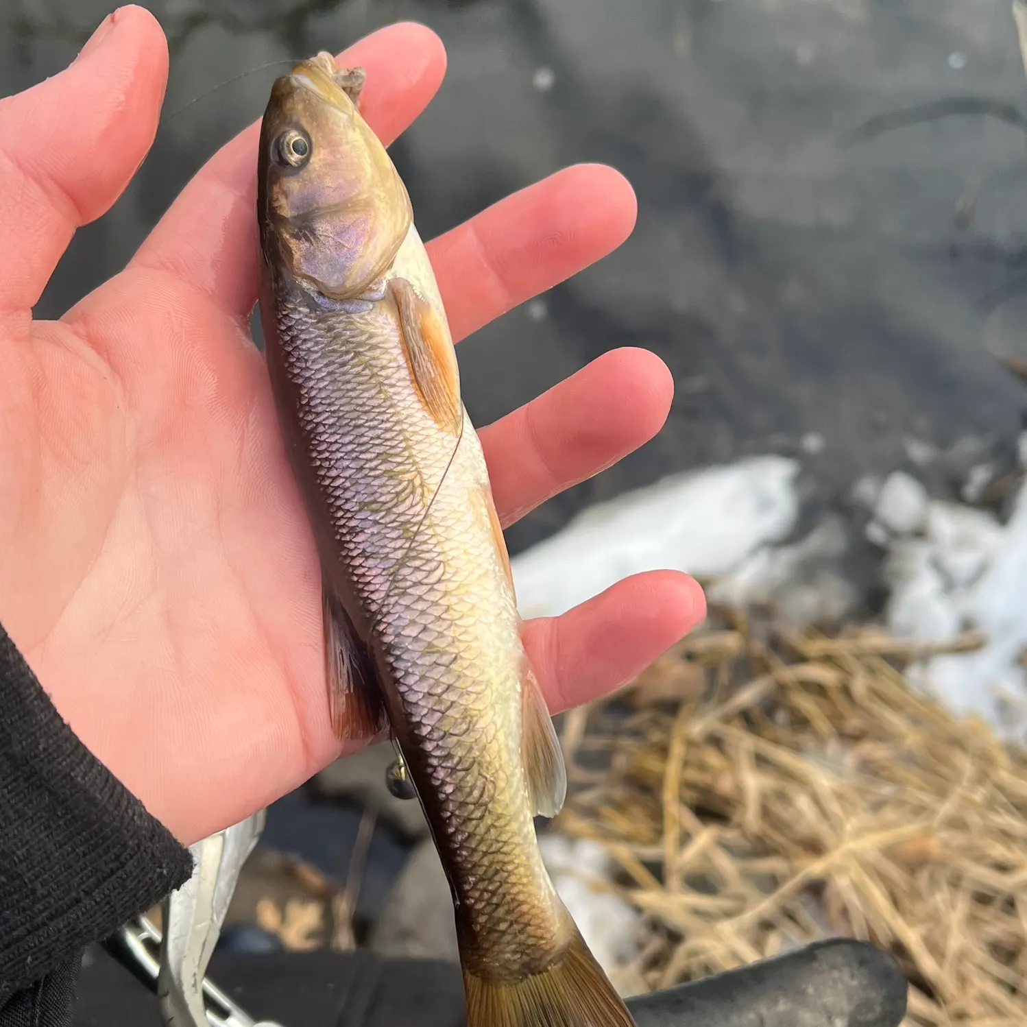 The most recent Creek chub catches on Fishbrain