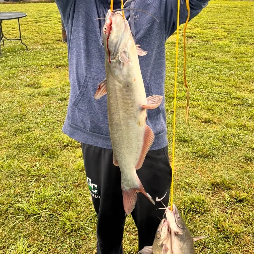 Channel catfish caught on Fishbrain