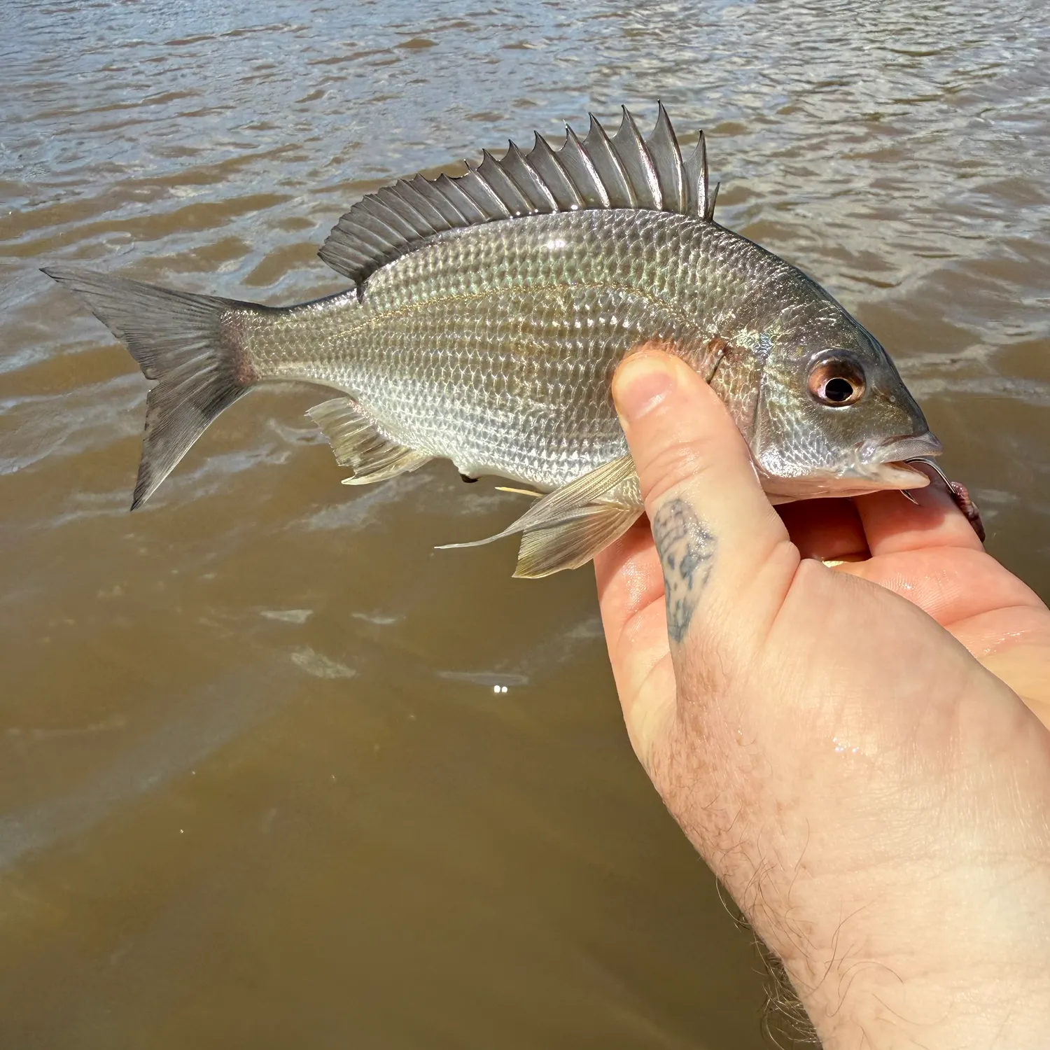 Southern black bream caught on Fishbrain