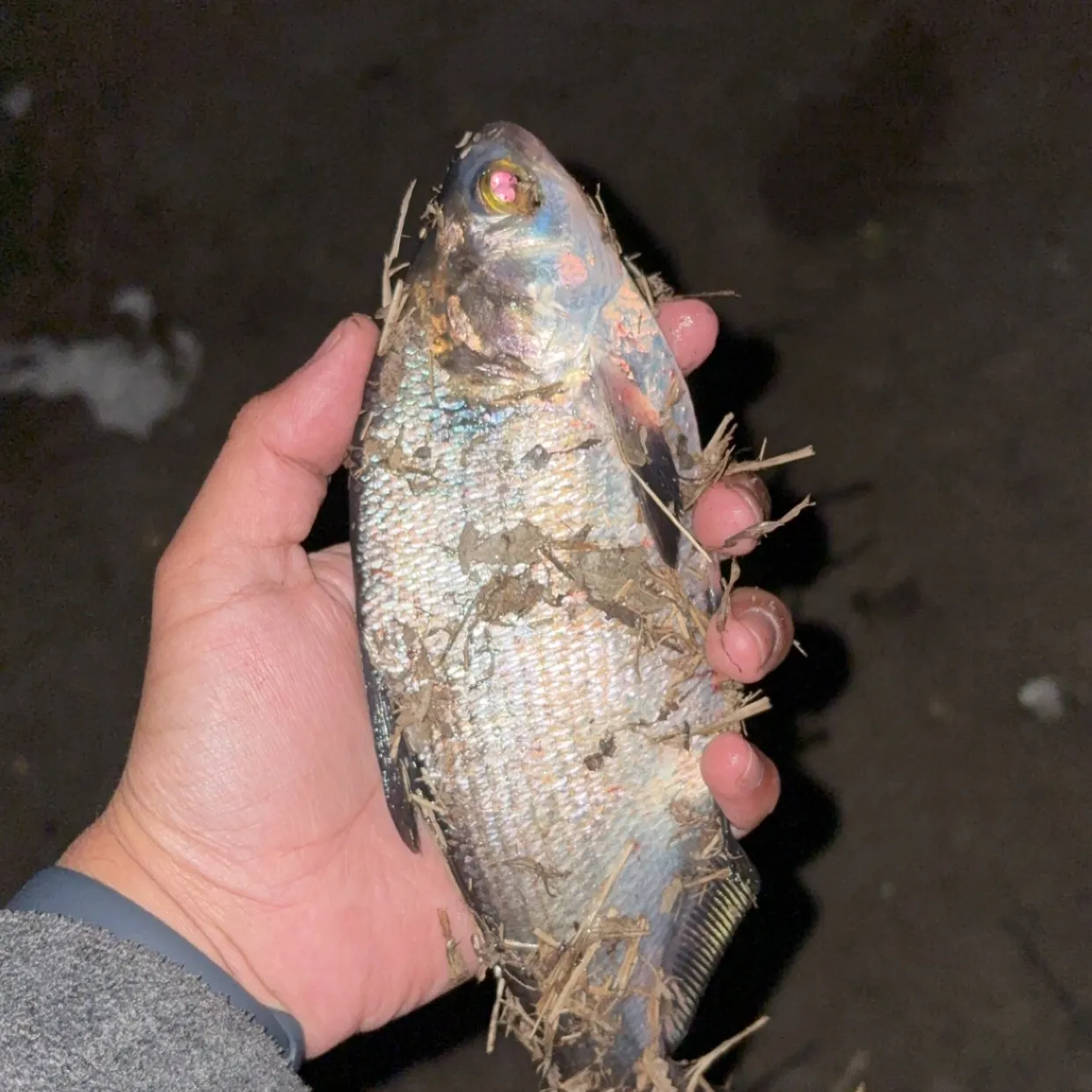 The most recent American gizzard shad catches on Fishbrain