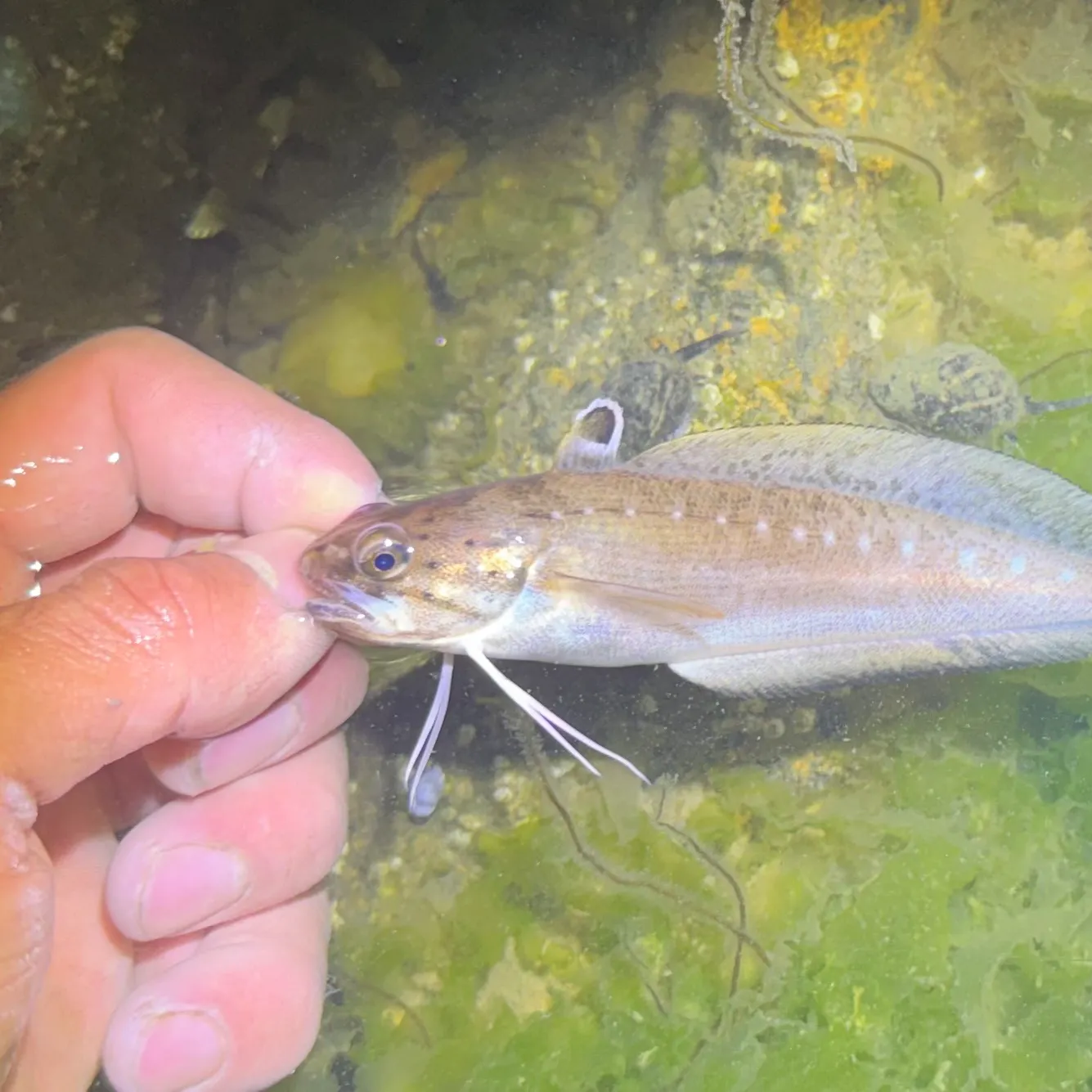 The most recent Spotted hake catches on Fishbrain