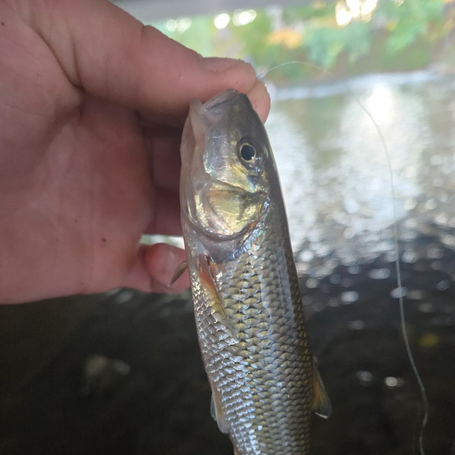 Fallfish caught on Fishbrain