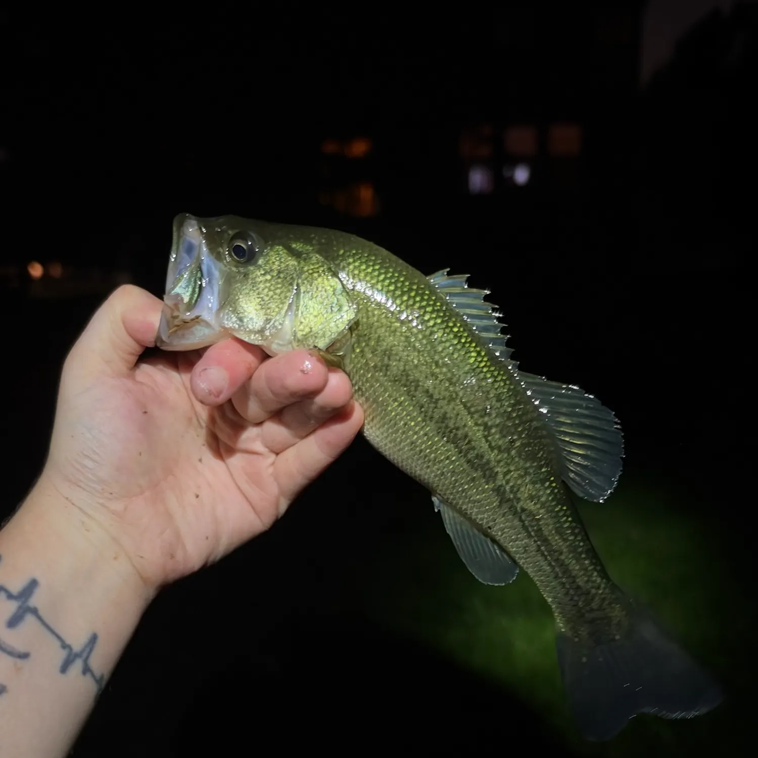Largemouth bass caught on Fishbrain