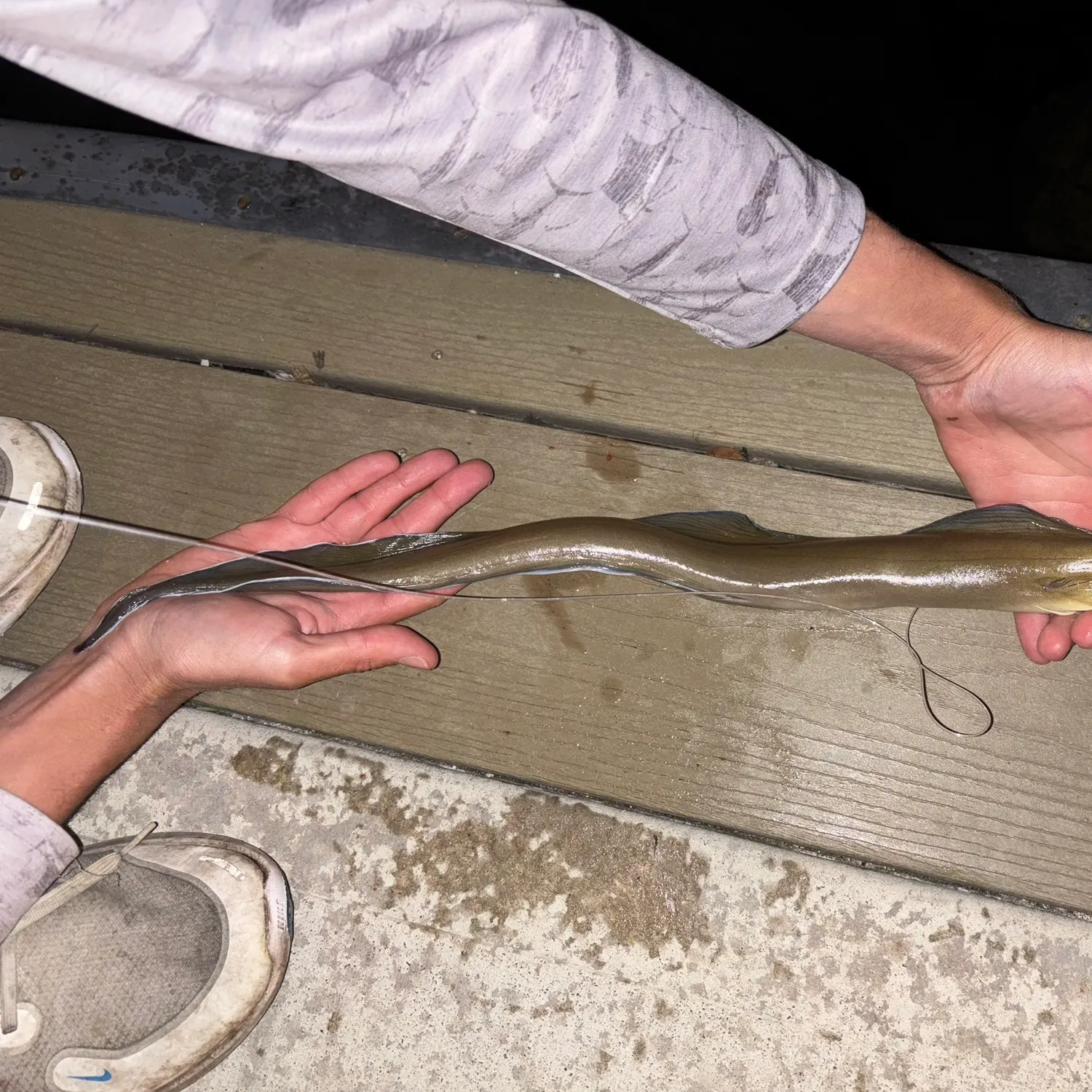 The most recent Purplemouth moray catches on Fishbrain