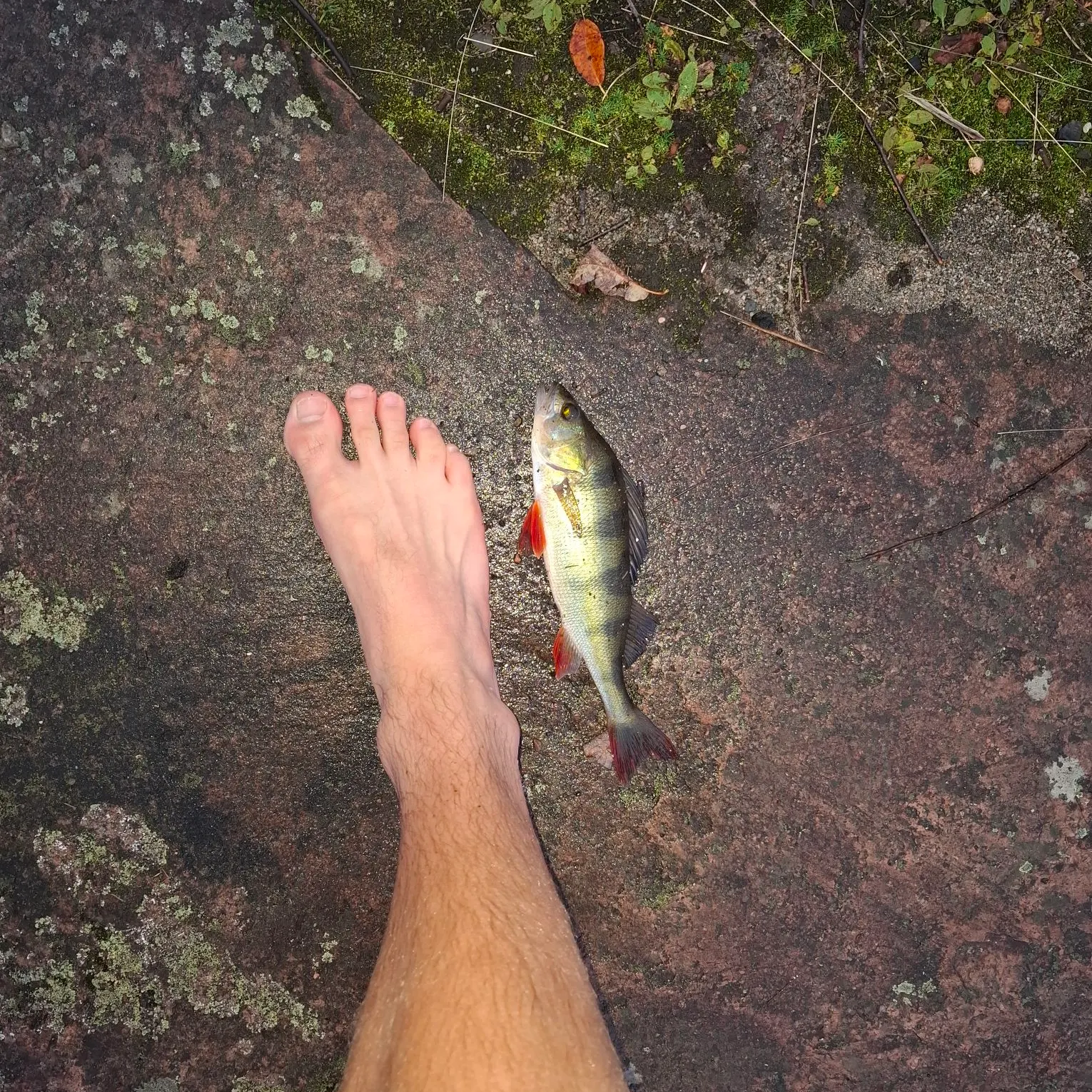 European perch caught on Fishbrain