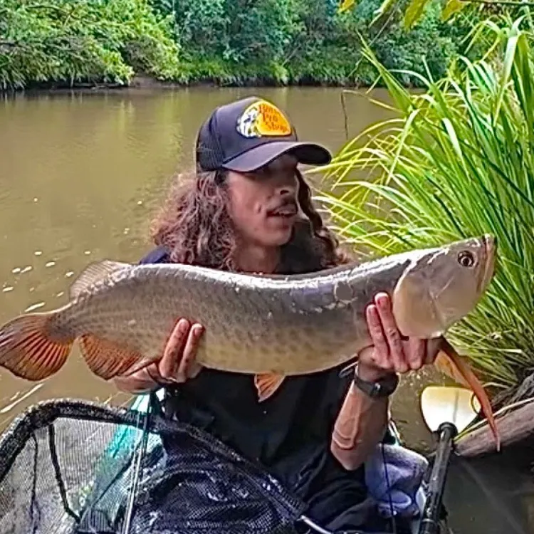 The most recent Spotted bonytongue catches on Fishbrain