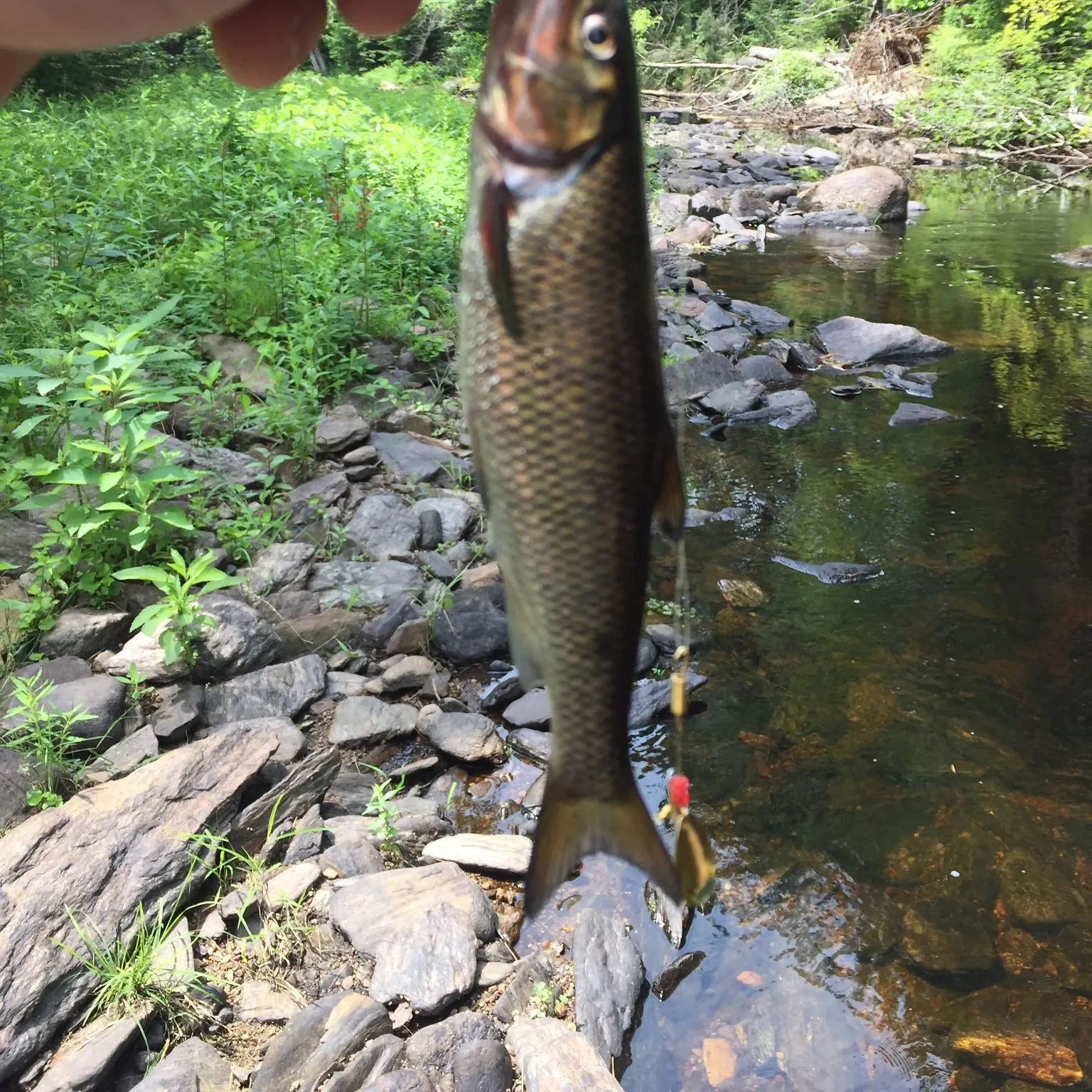 The most recent Fallfish catches on Fishbrain