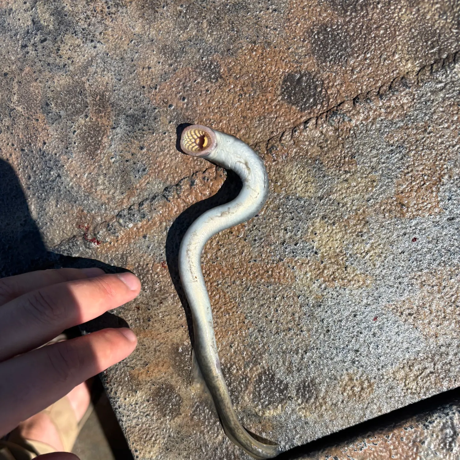 The most recent Sea lamprey catches on Fishbrain