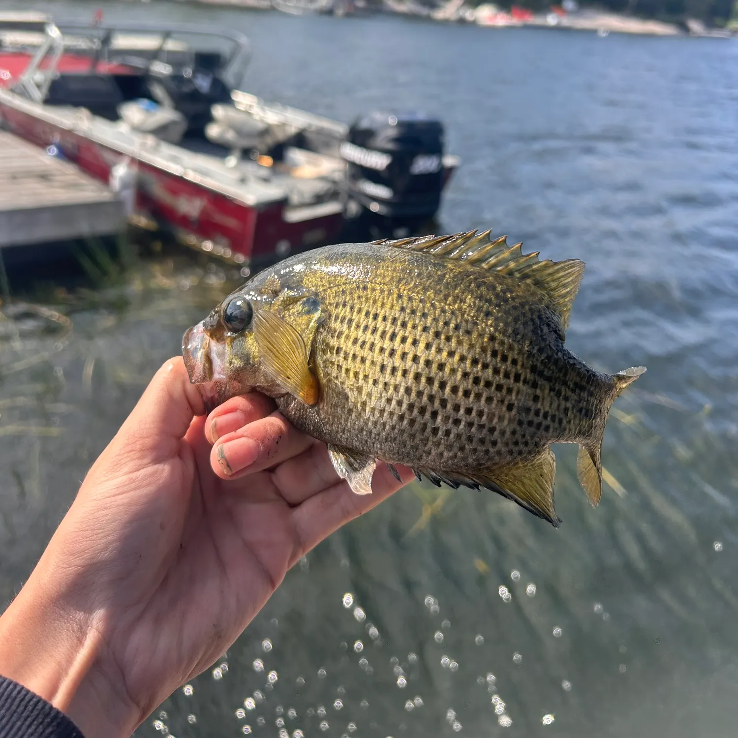 Rock bass caught on Fishbrain
