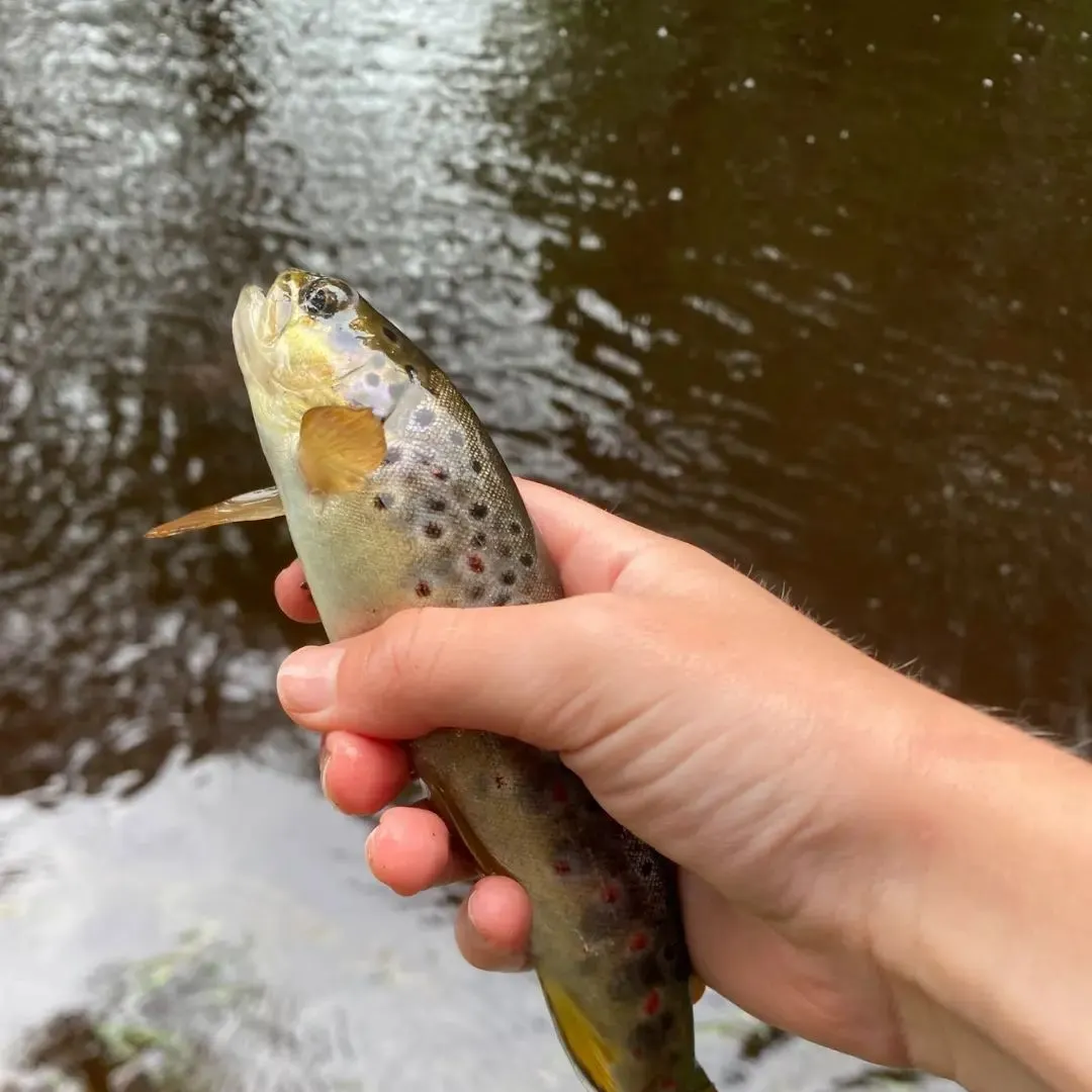 Brown trout caught on Fishbrain