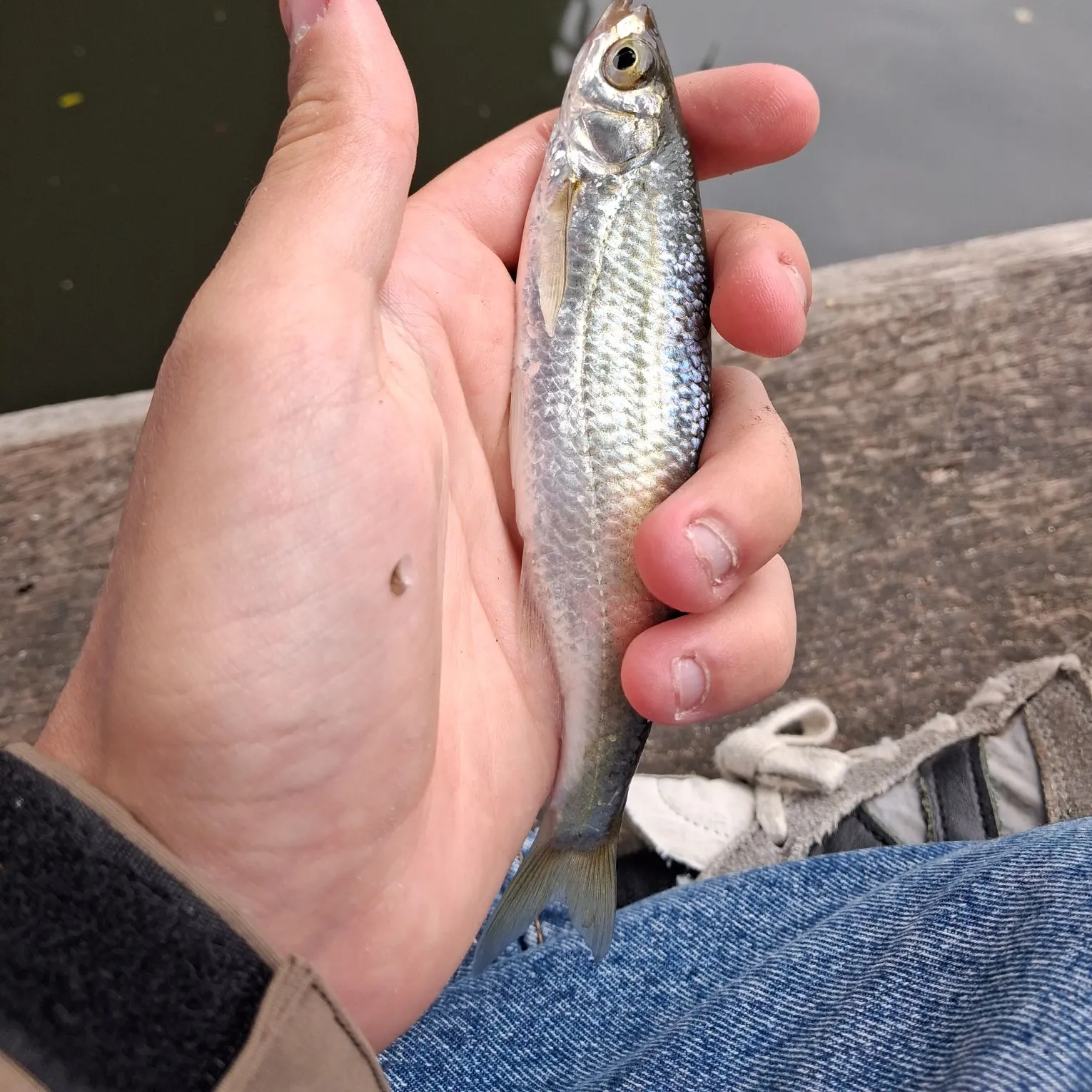 Common bleak caught on Fishbrain
