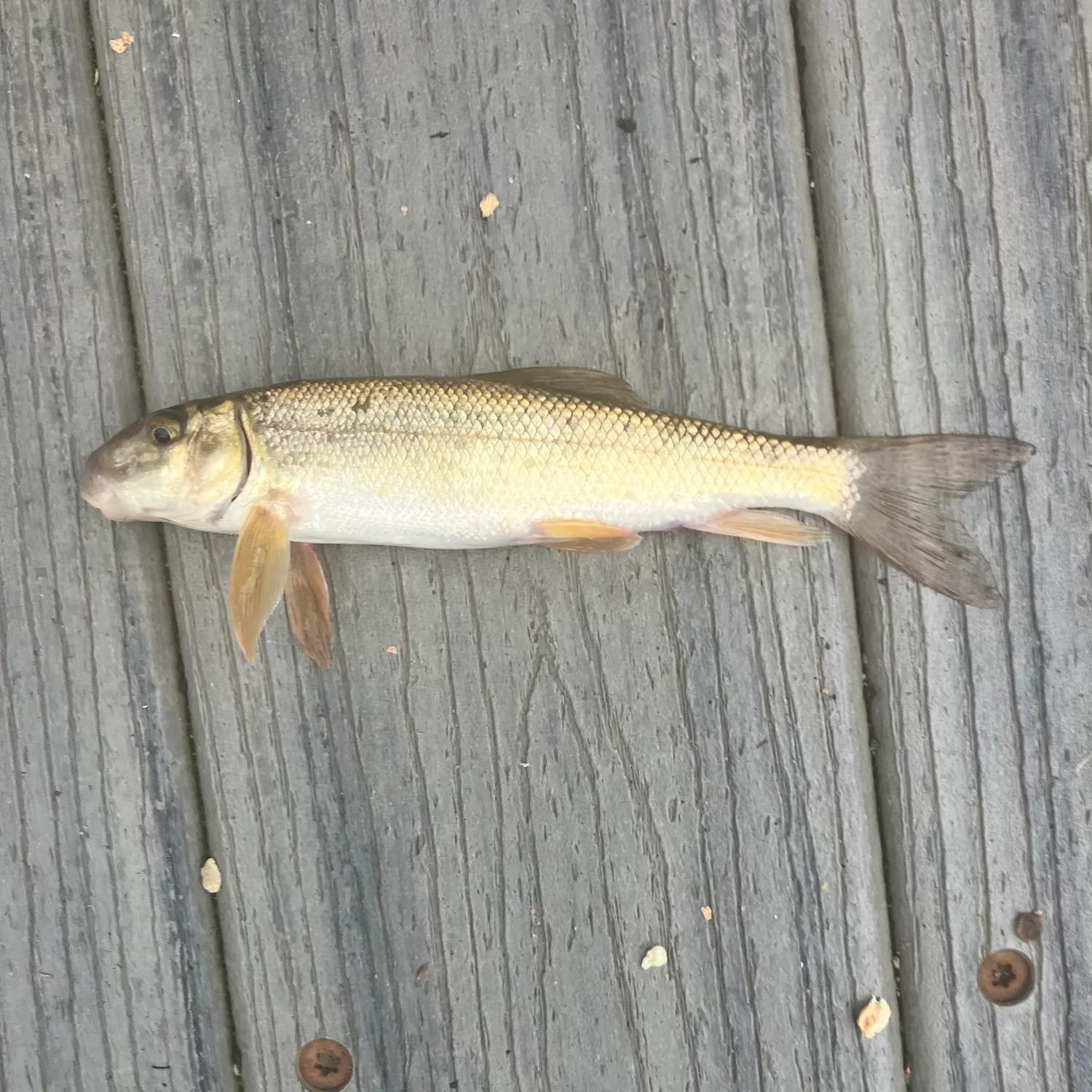 Golden redhorse caught on Fishbrain